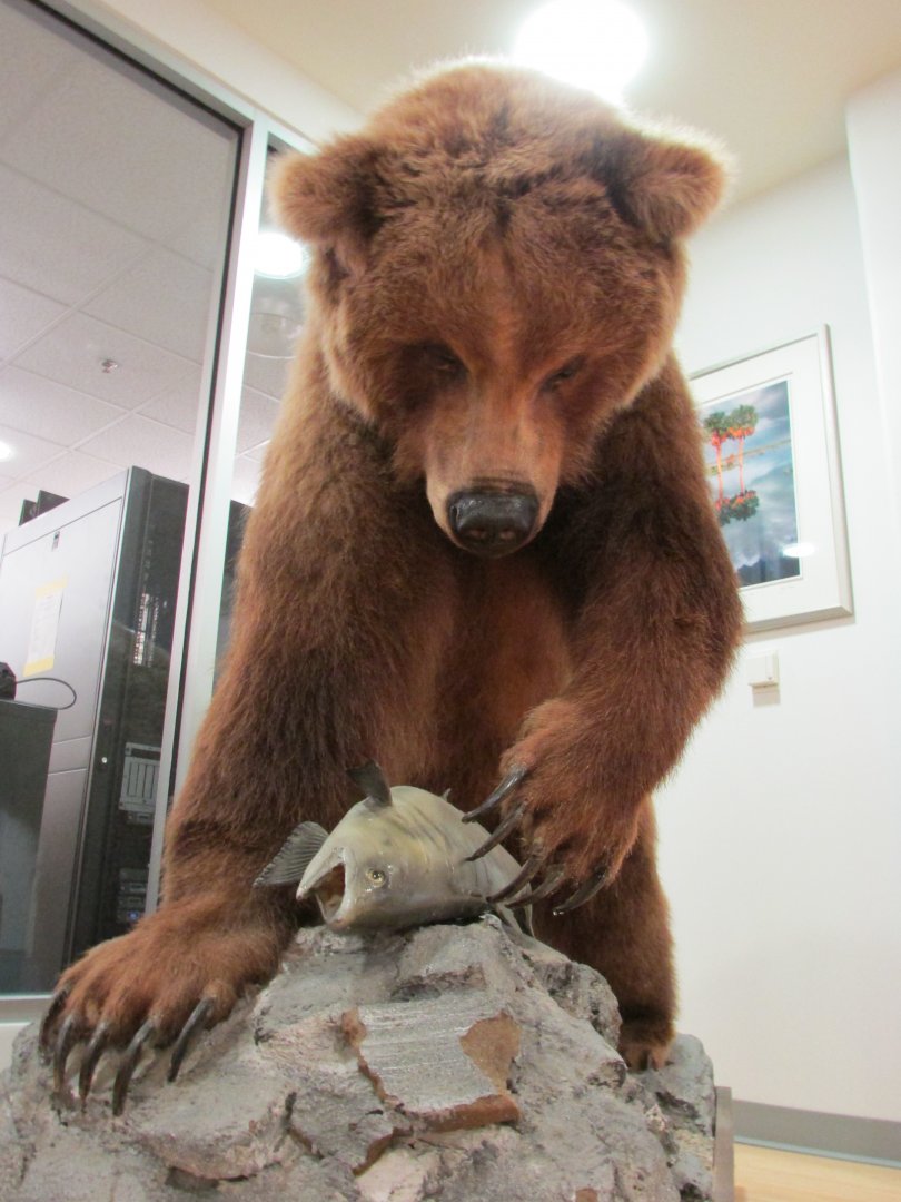 Grizzly Bear 2nd Floor Frontal View