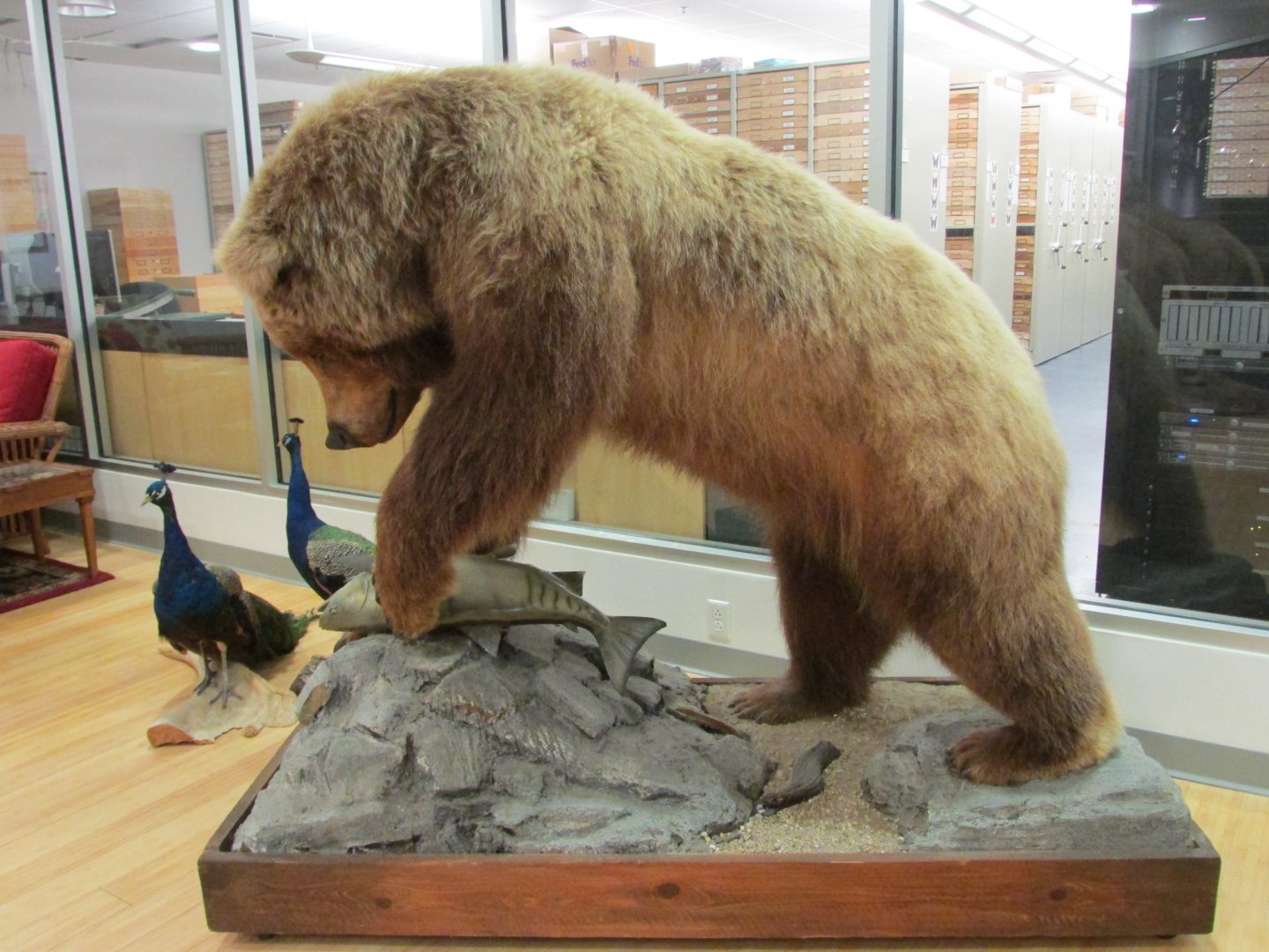 Grizzly Bear 2nd Floor