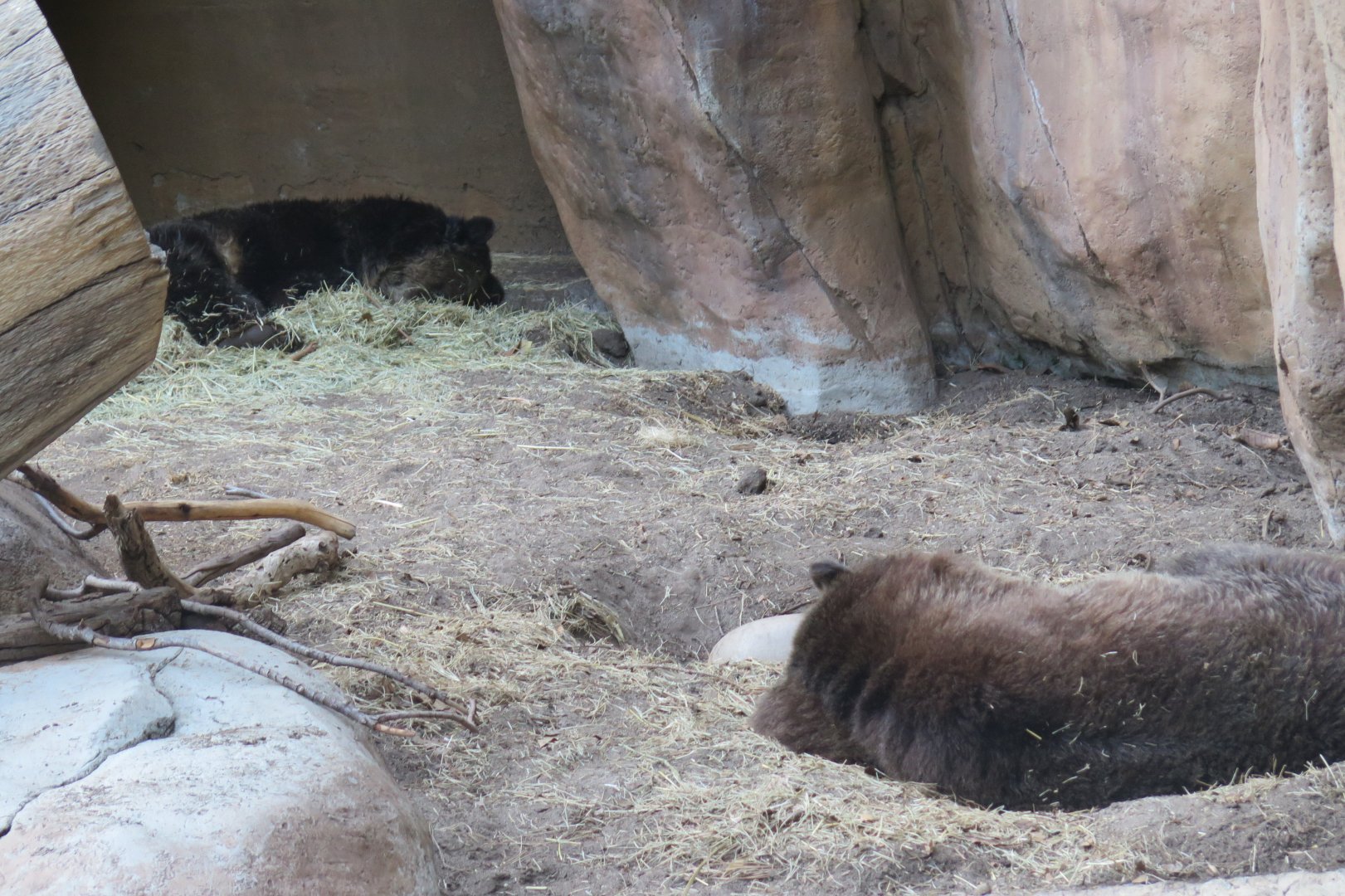 Grizzly Bear(8/23/2024)