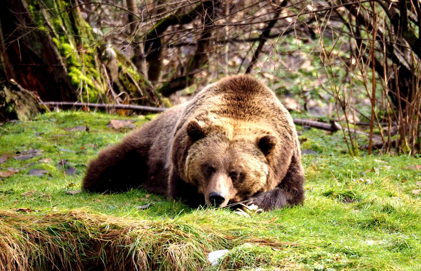 Grizzly Bear (Adult) - 01/15/2022