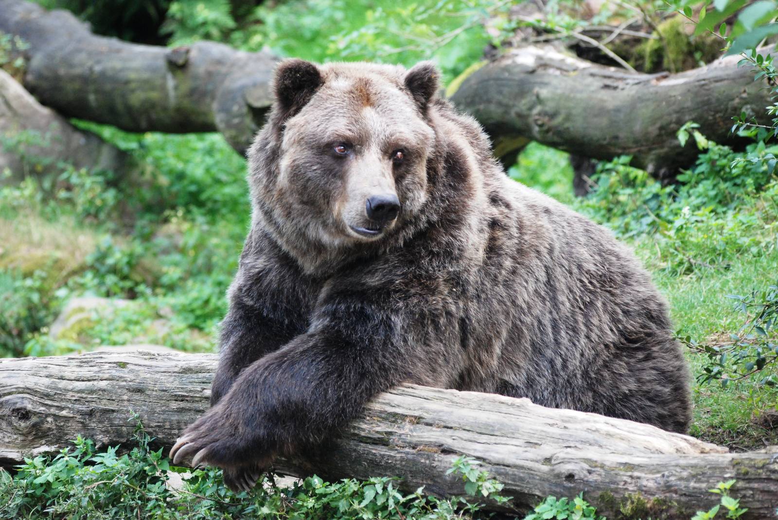 Grizzly Bear at Decin, 28/08/12