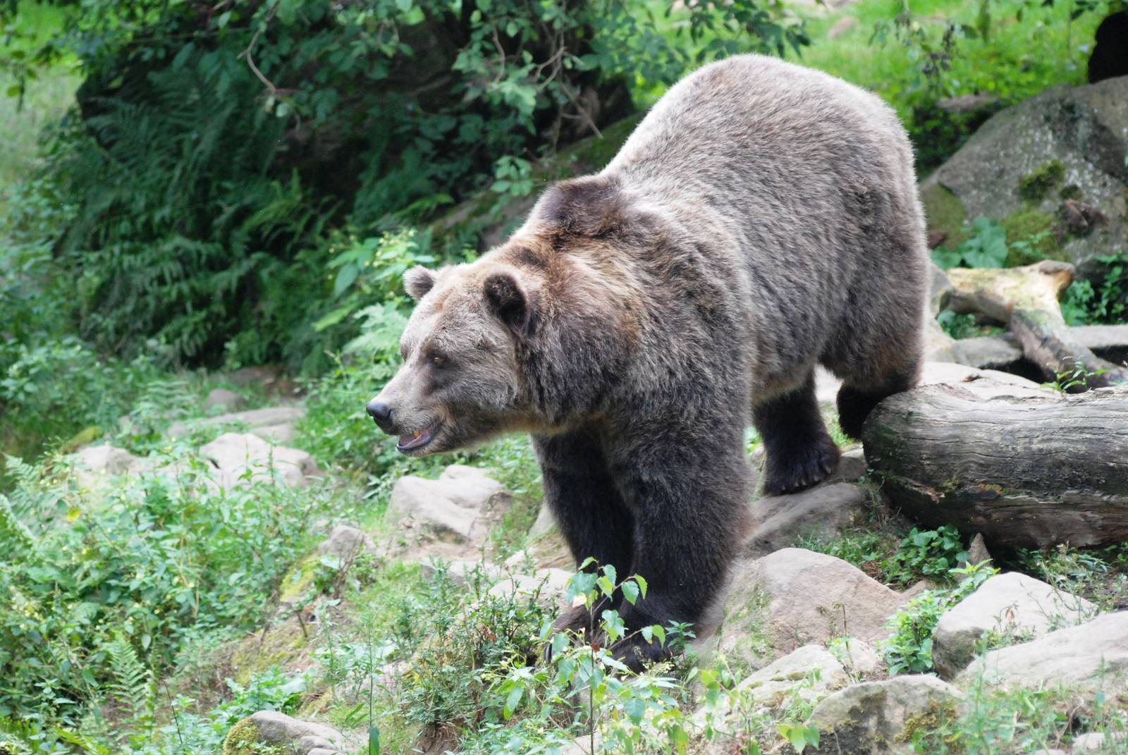 Grizzly Bear at Decin, 28/08/12