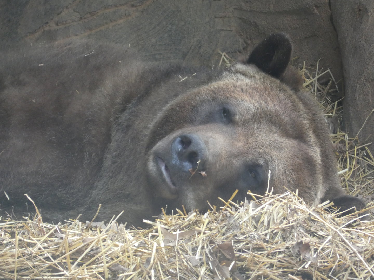 Grizzly Bear at the North Carolina Zoo