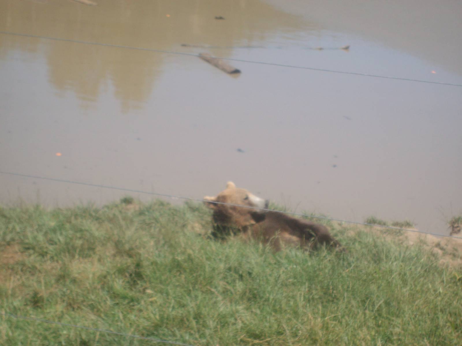 Grizzly Bear at Wildlife Safari
