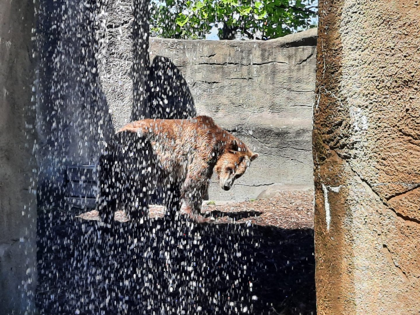 Grizzly Bear Behind Waterfall