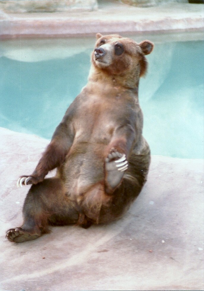 Grizzly Bear - Circa 1980