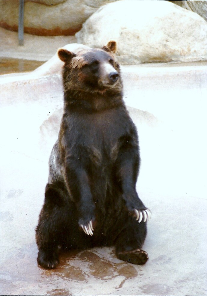 Grizzly Bear - Circa 1980