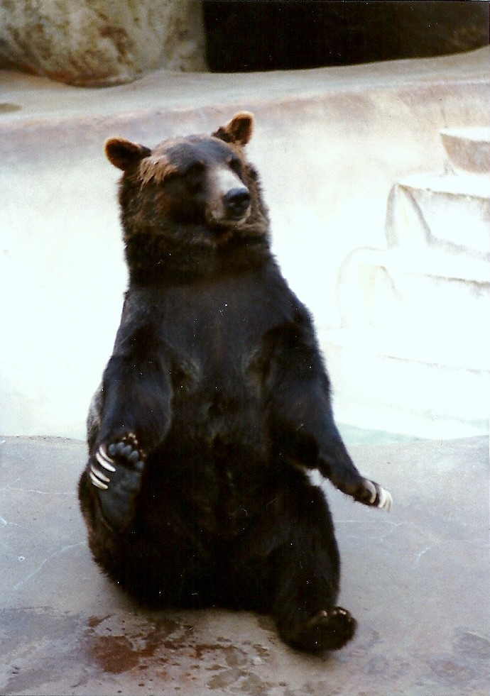 Grizzly Bear - Circa 1980