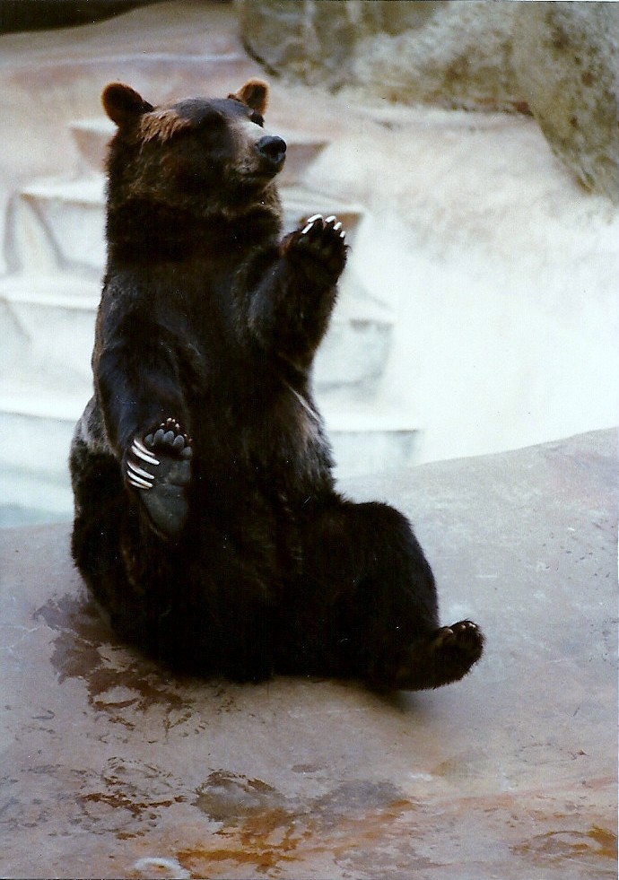 Grizzly Bear - Circa 1980