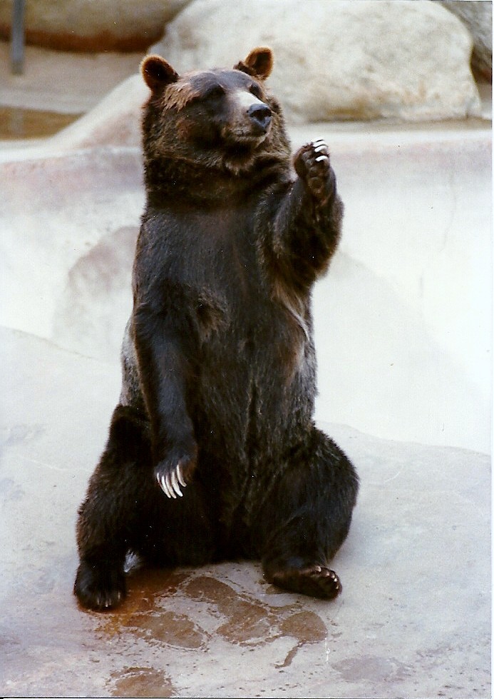 Grizzly Bear - Circa 1980