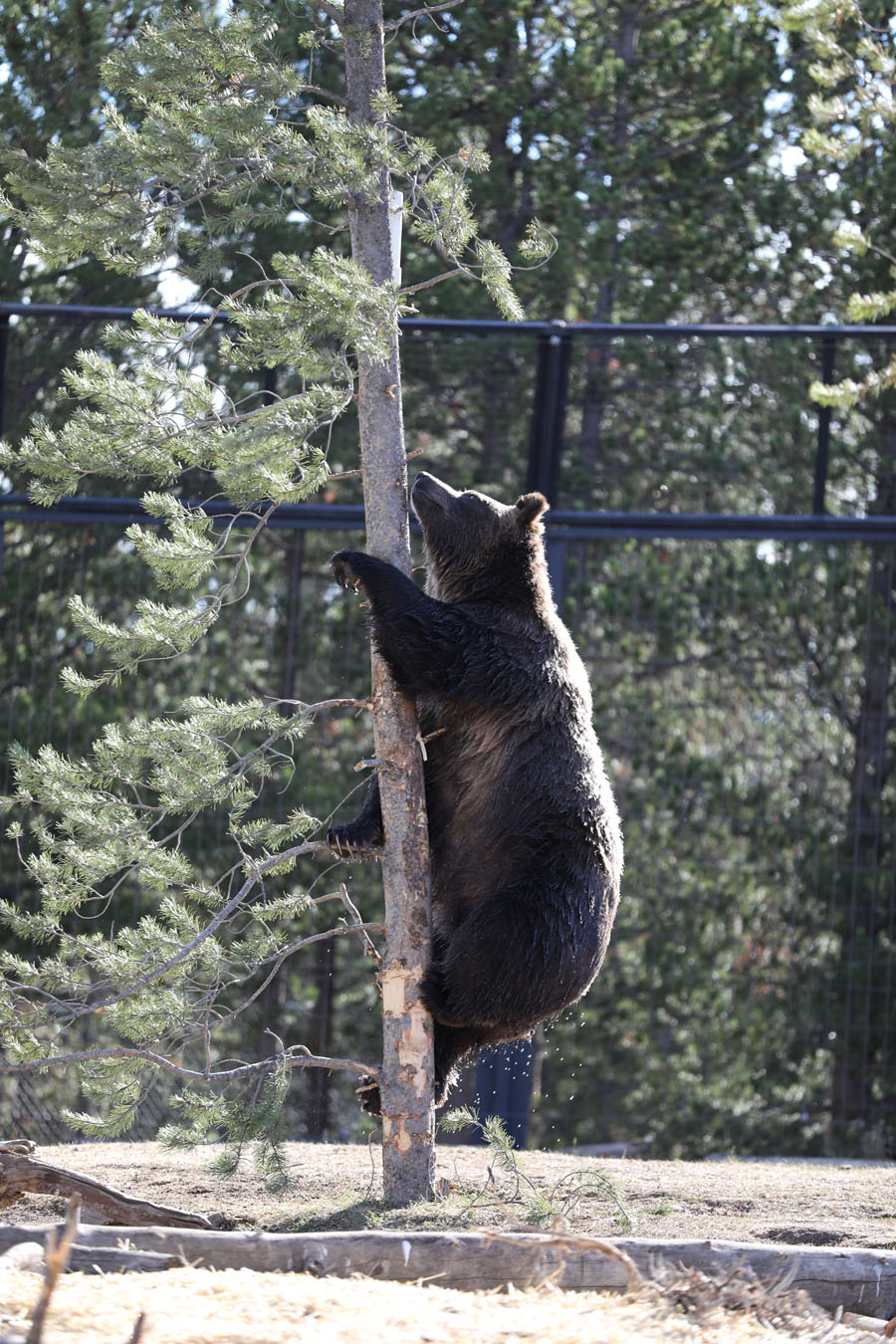 grizzly bear climbing tree