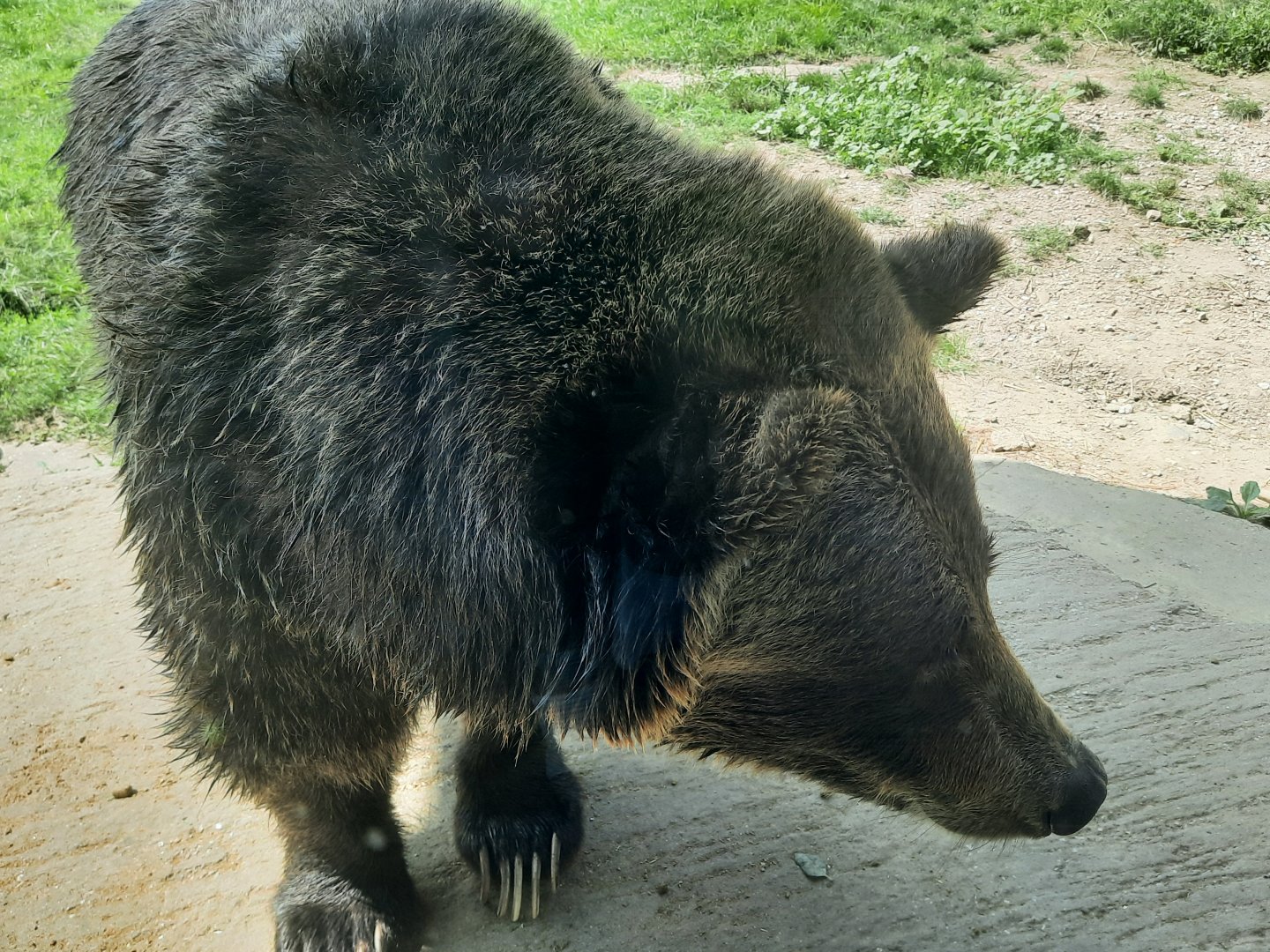 Grizzly Bear Close Up