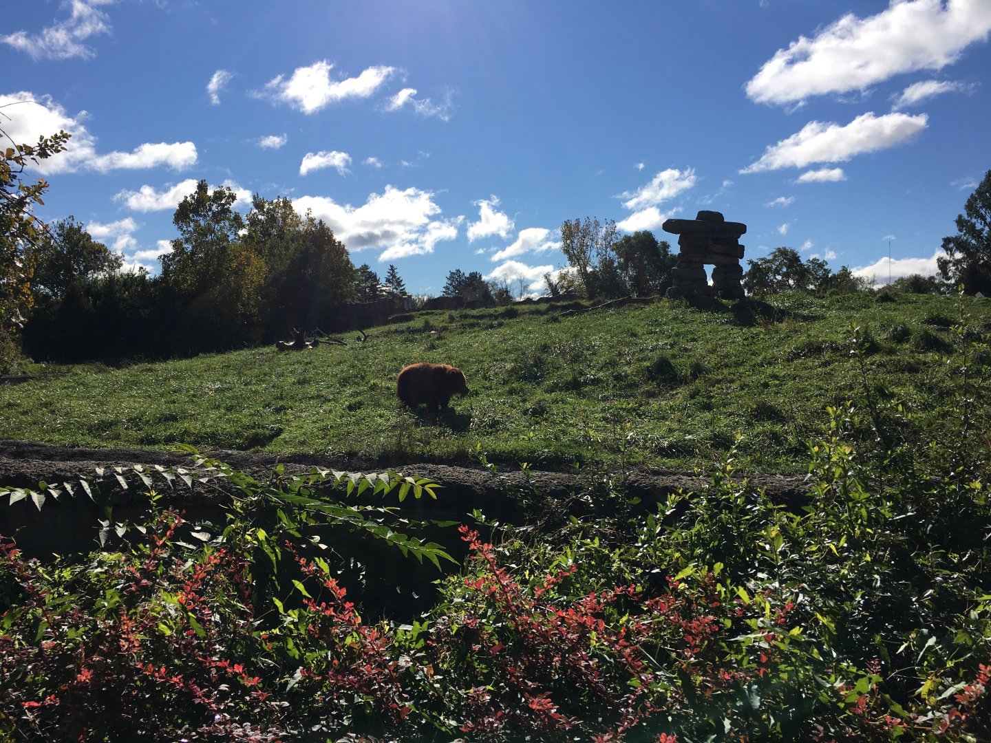Grizzly bear cub (Jebbie)