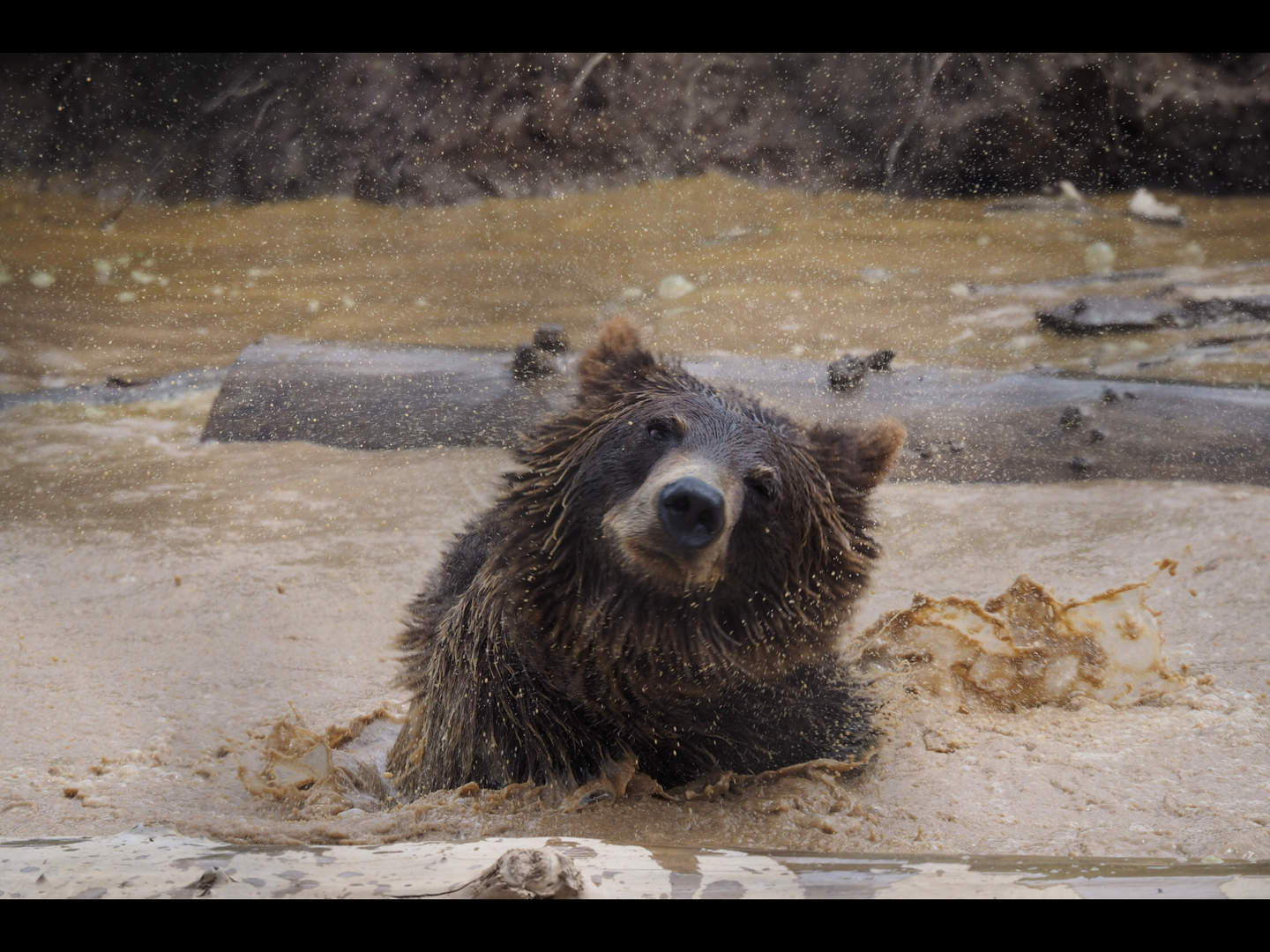 Grizzly Bear “Cub”