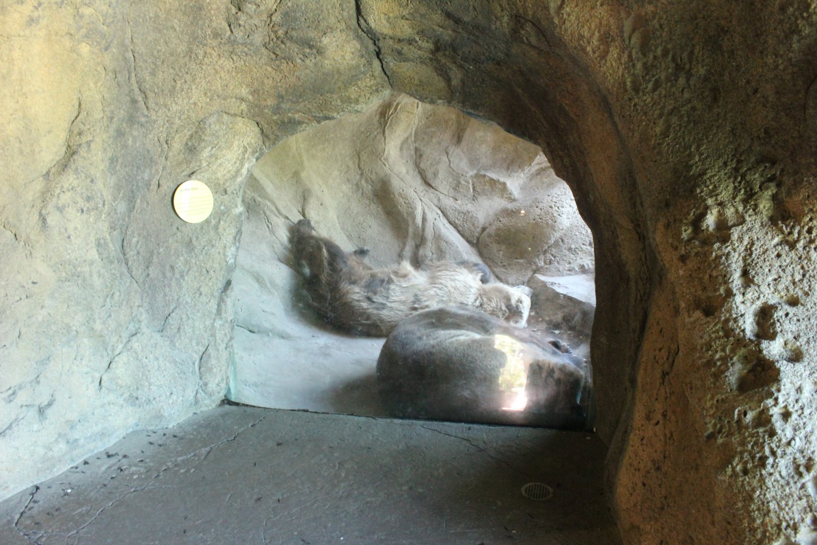 Grizzly Bear Den - Russia's Grizzly Coast