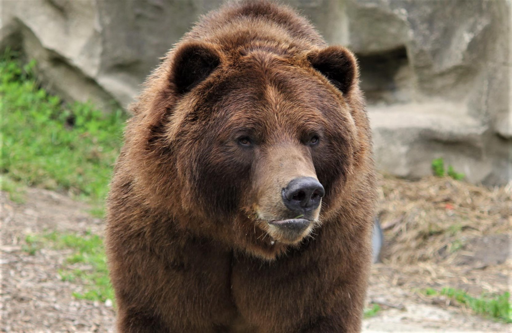 Grizzly Bear, Detroit Zoo