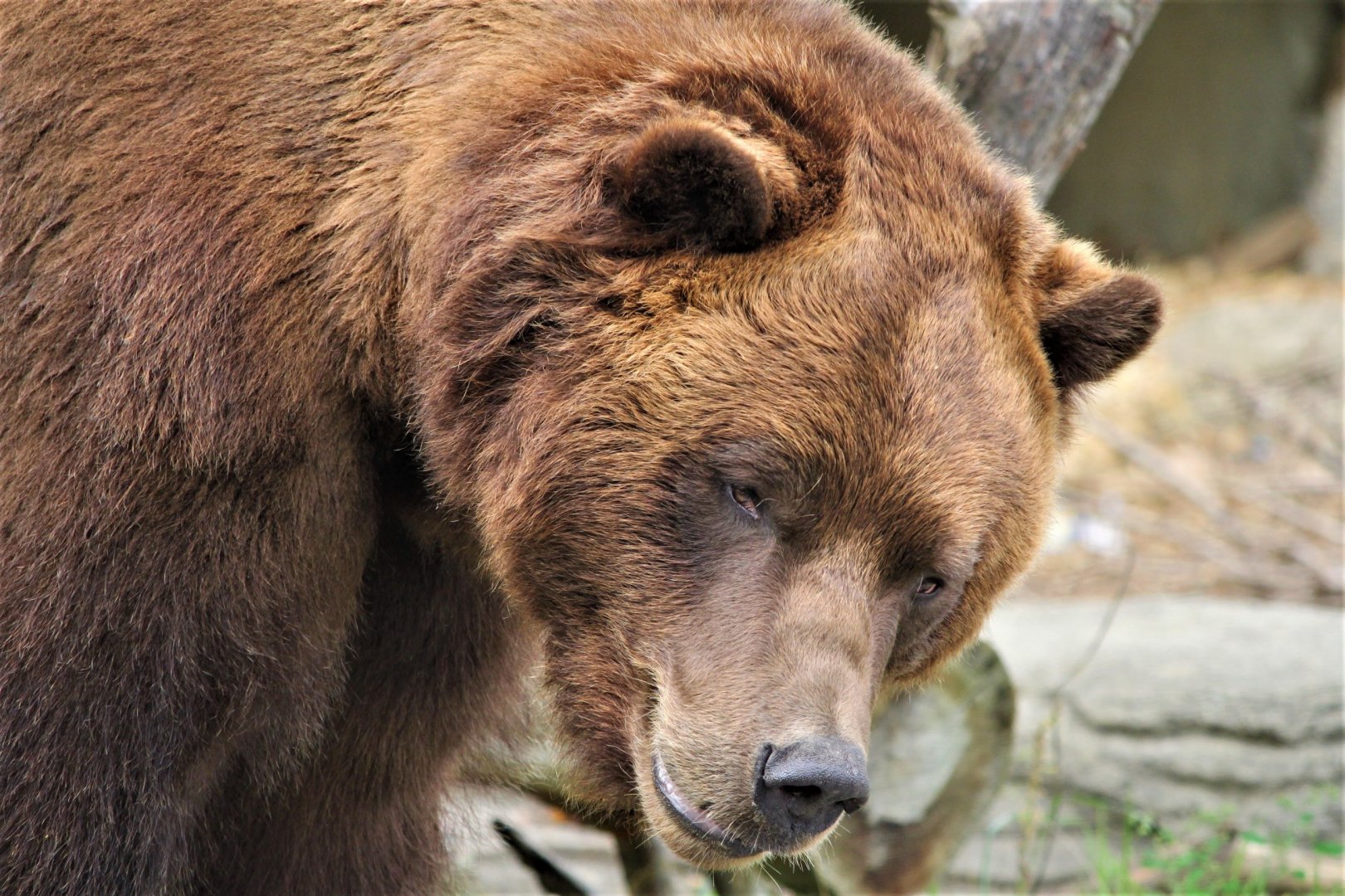 Grizzly Bear, Detroit Zoo