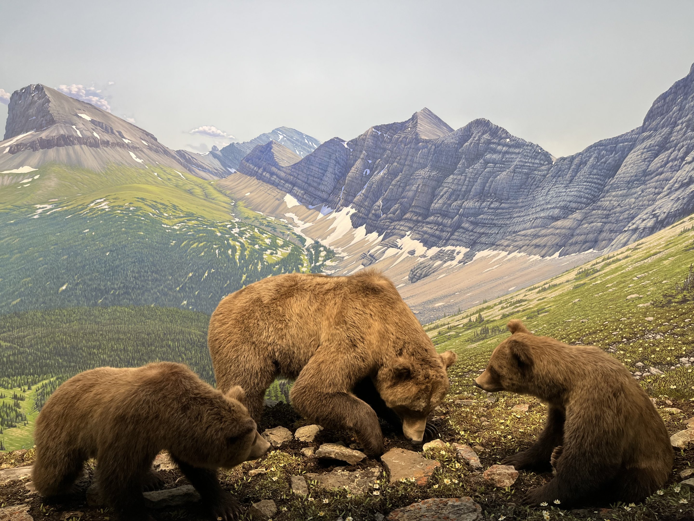 Grizzly Bear Diorama