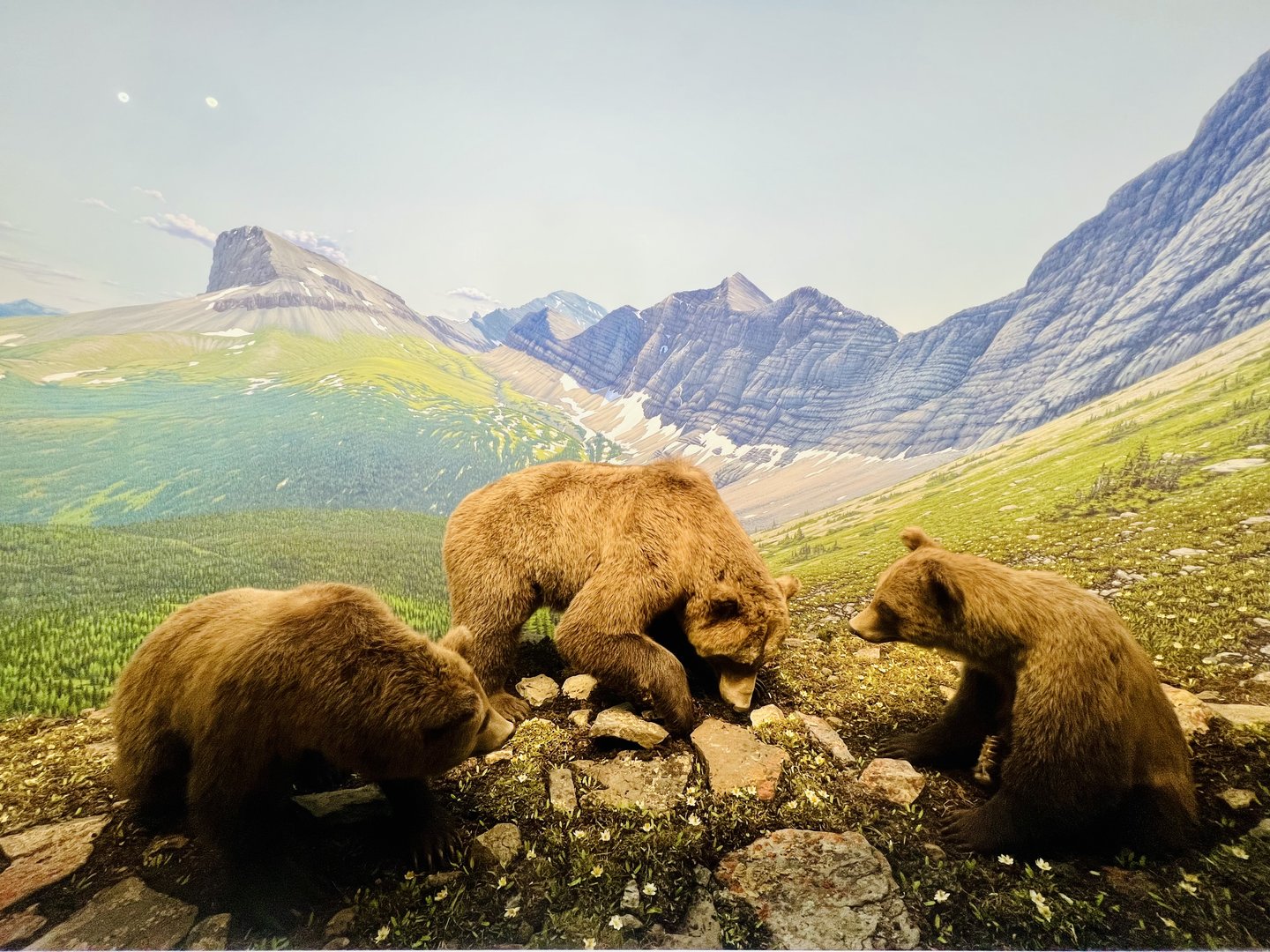 Grizzly Bear Diorama