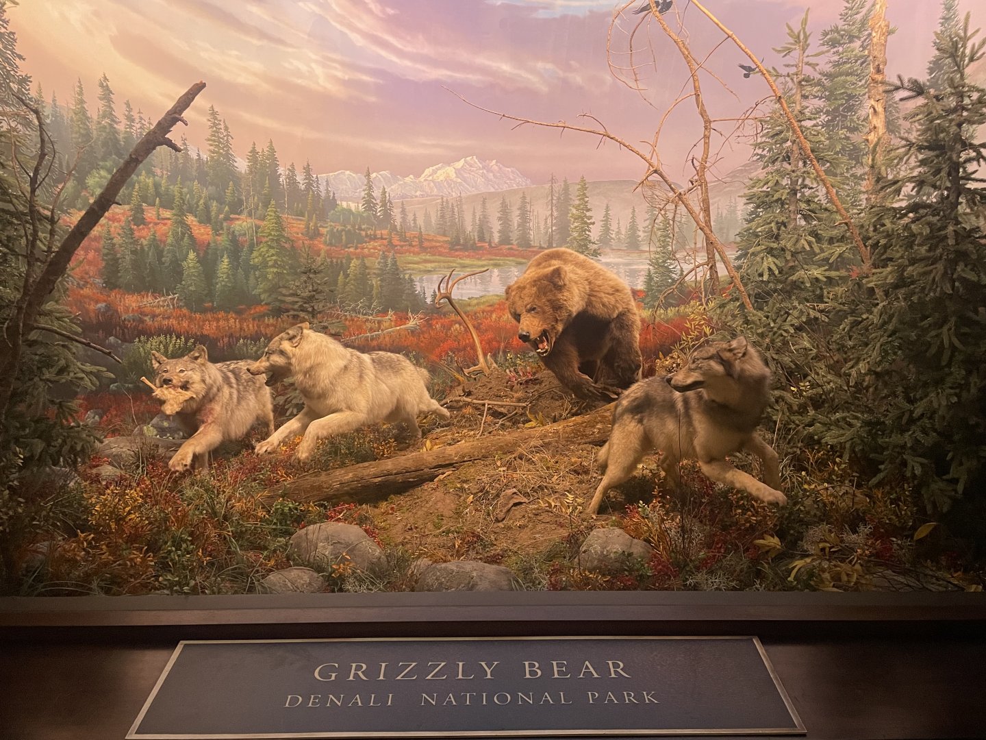 Grizzly Bear Diorama