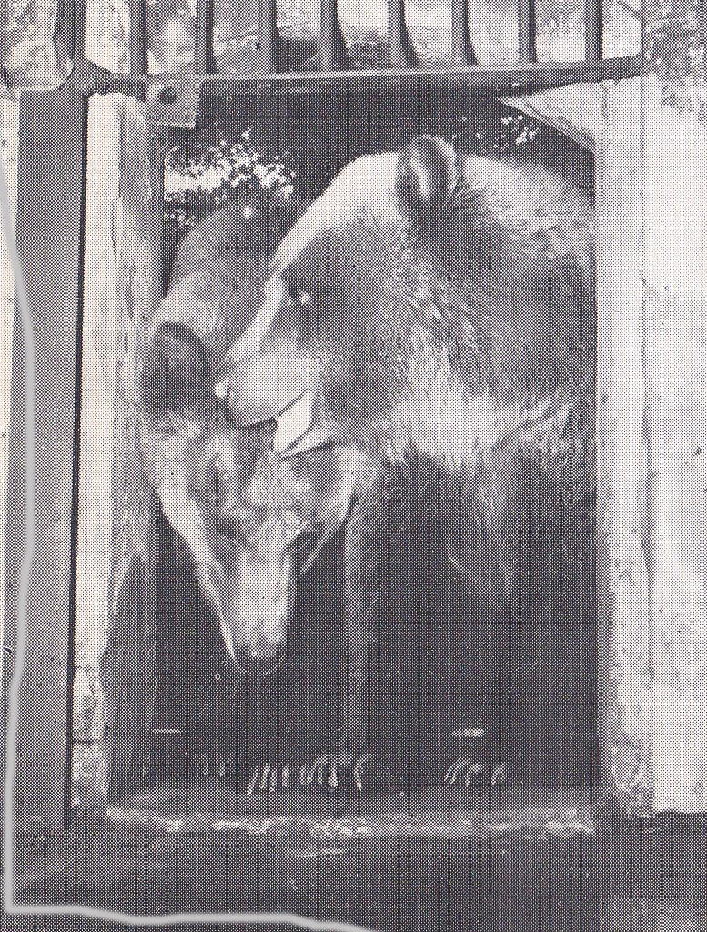 Grizzly Bear - early 1970s