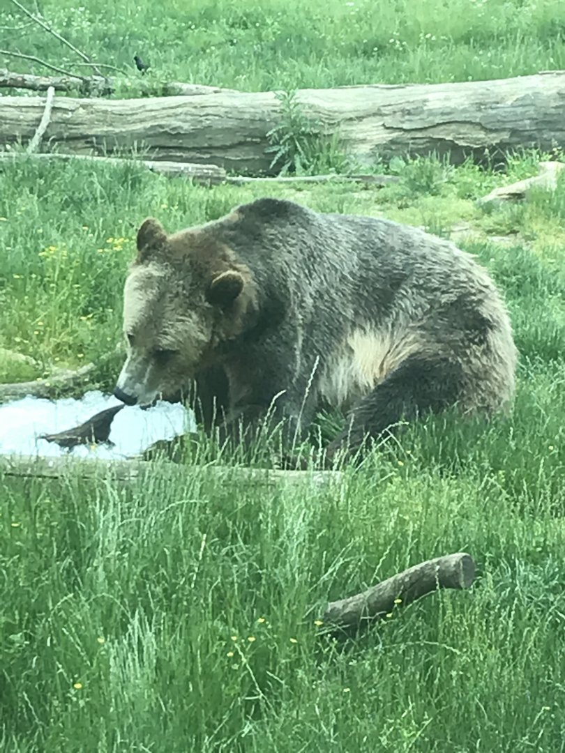 Grizzly Bear Eating Ice