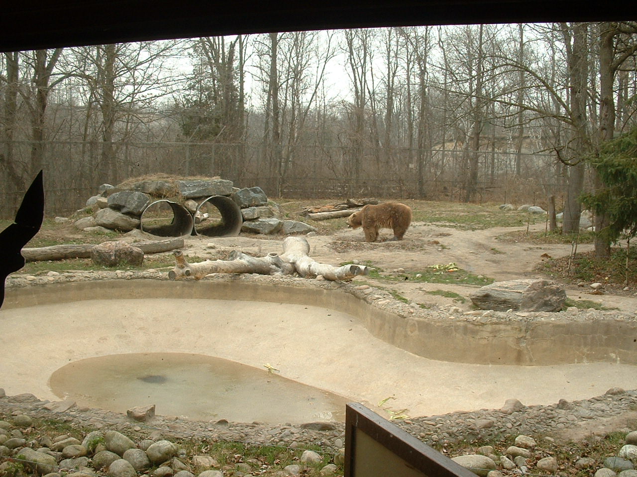 Grizzly Bear Enclosure - Nov 2012