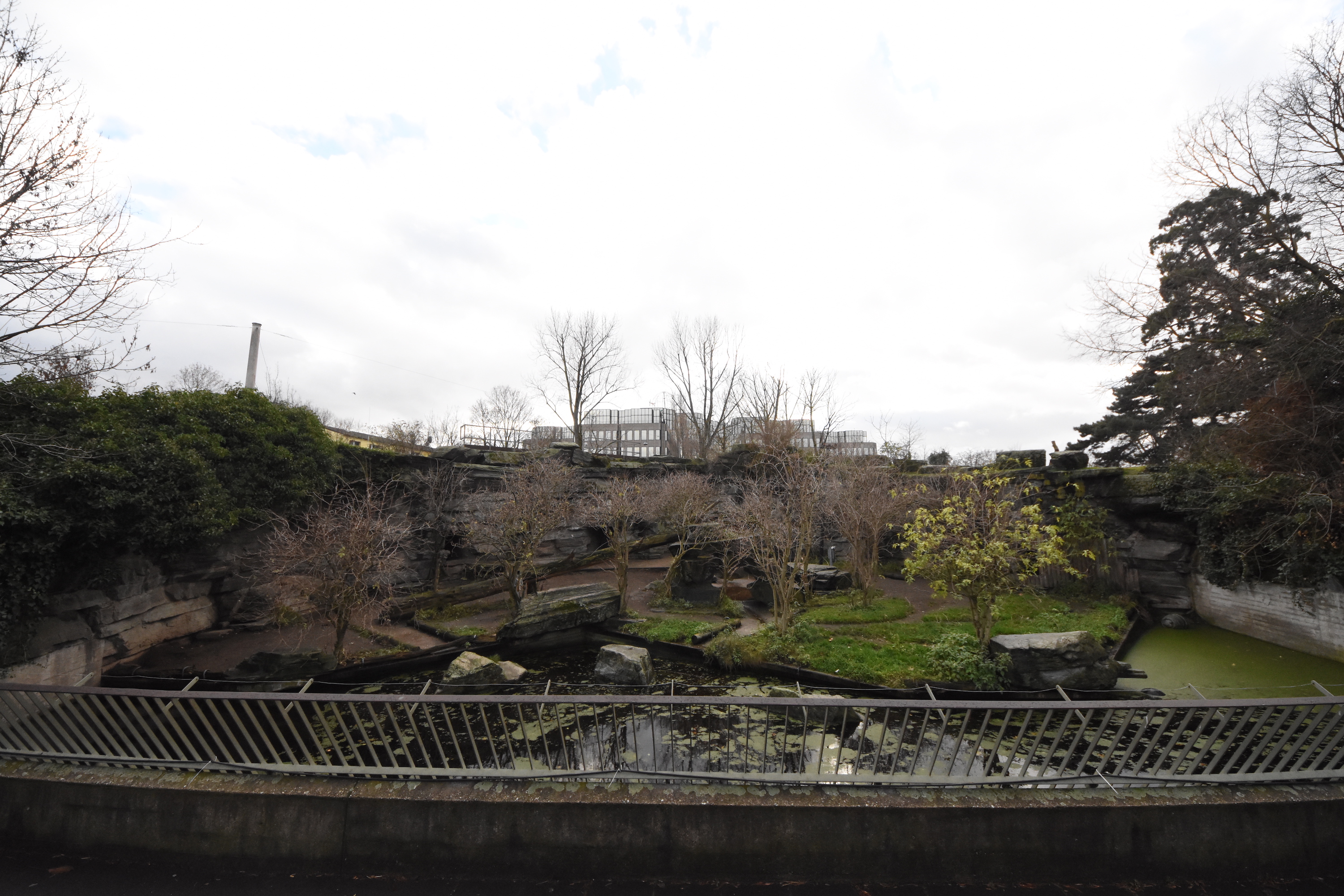 Grizzly bear enclosure