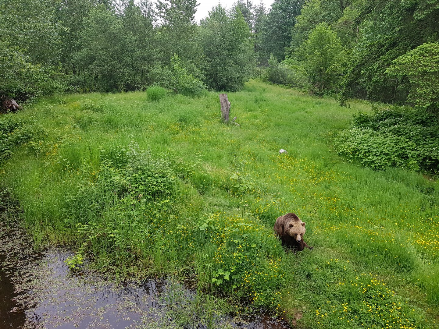 Grizzly Bear Enclosure