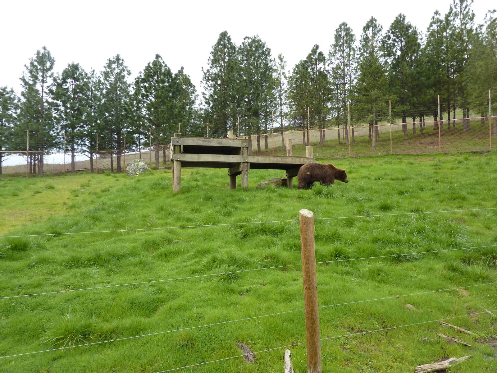 Grizzly Bear Enclosure
