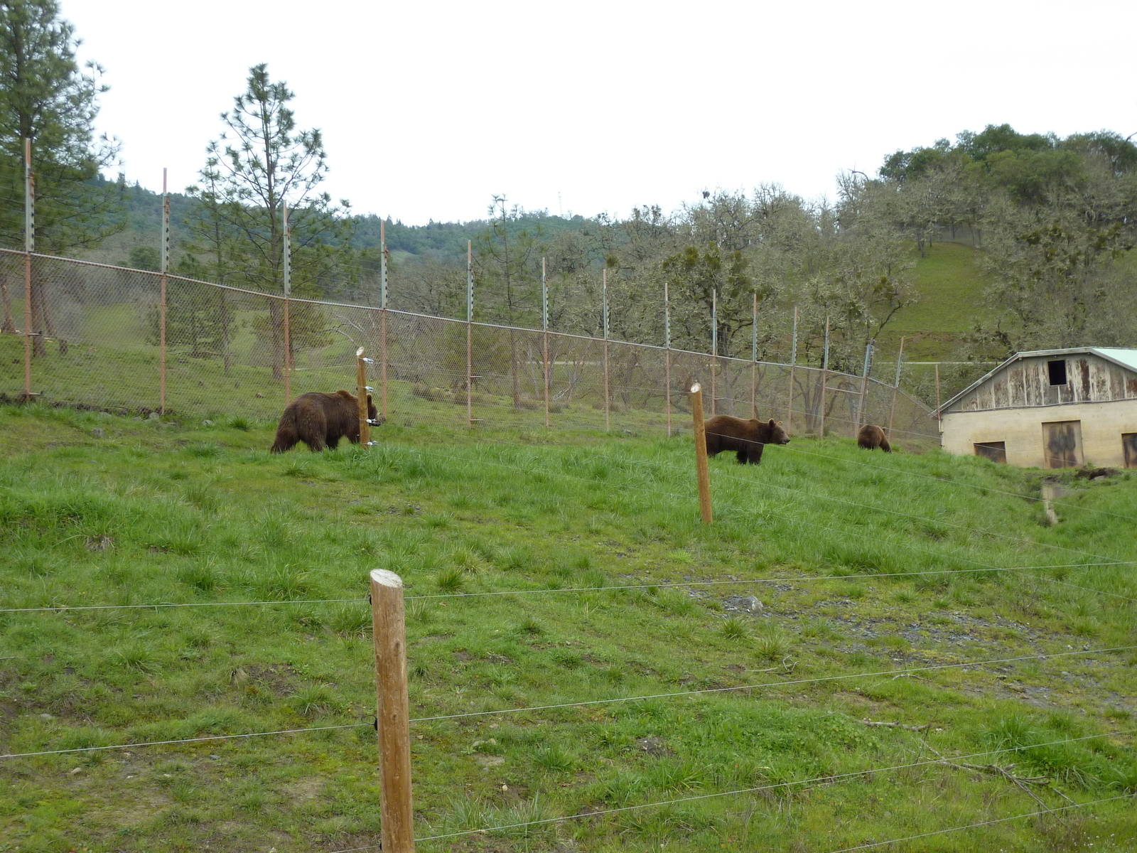 Grizzly Bear Enclosure