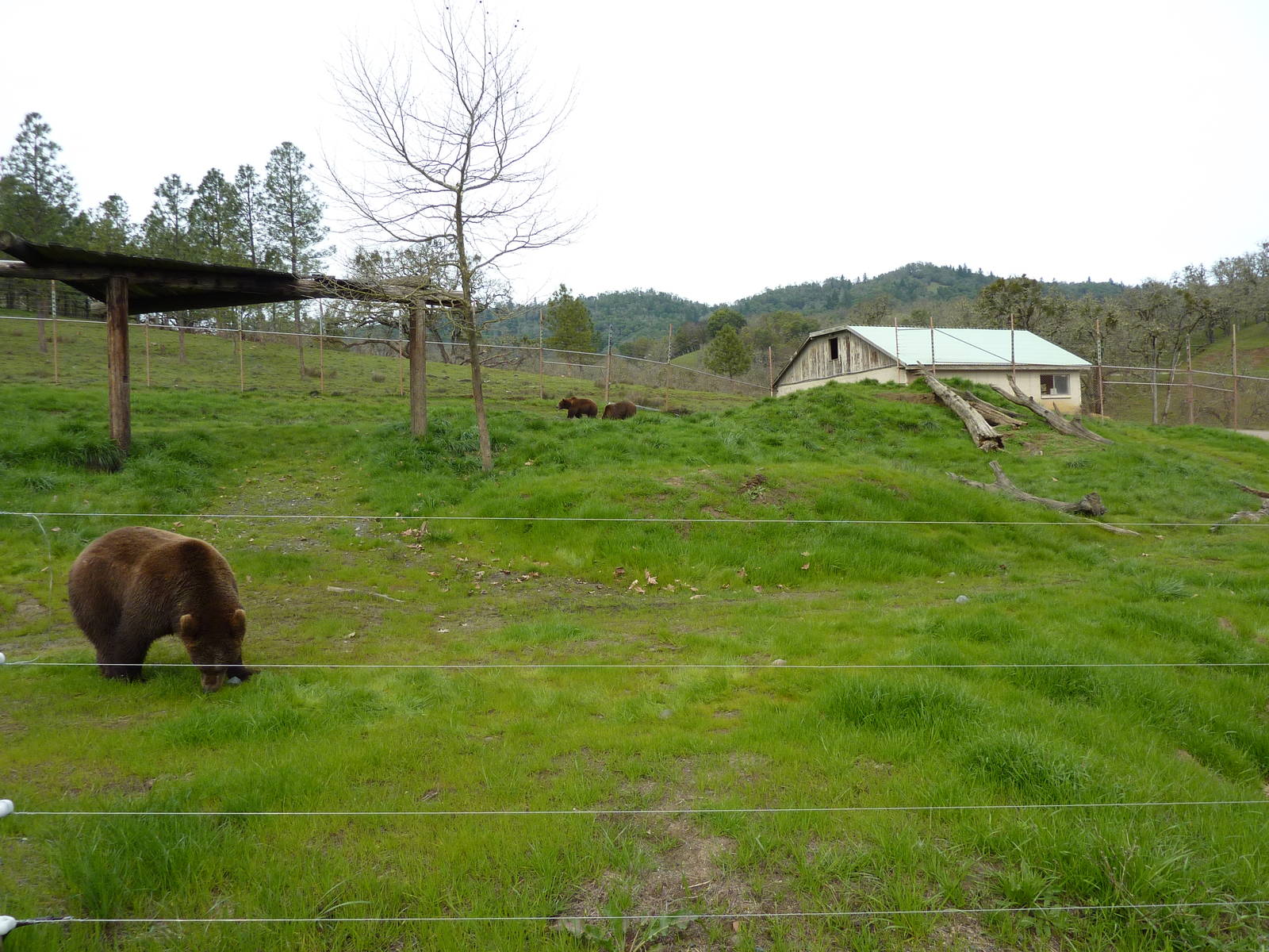 Grizzly Bear Enclosure