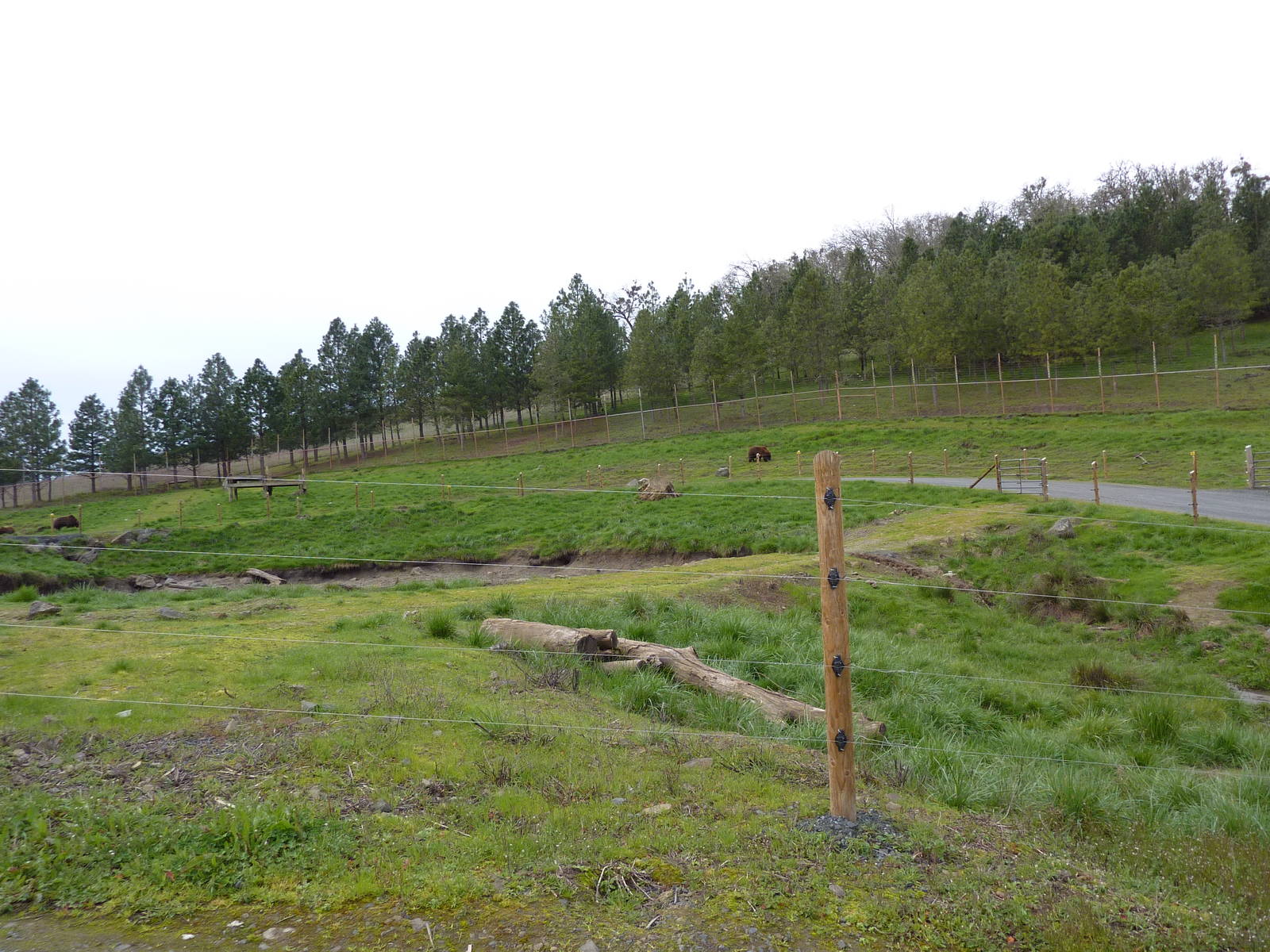 Grizzly Bear Enclosures