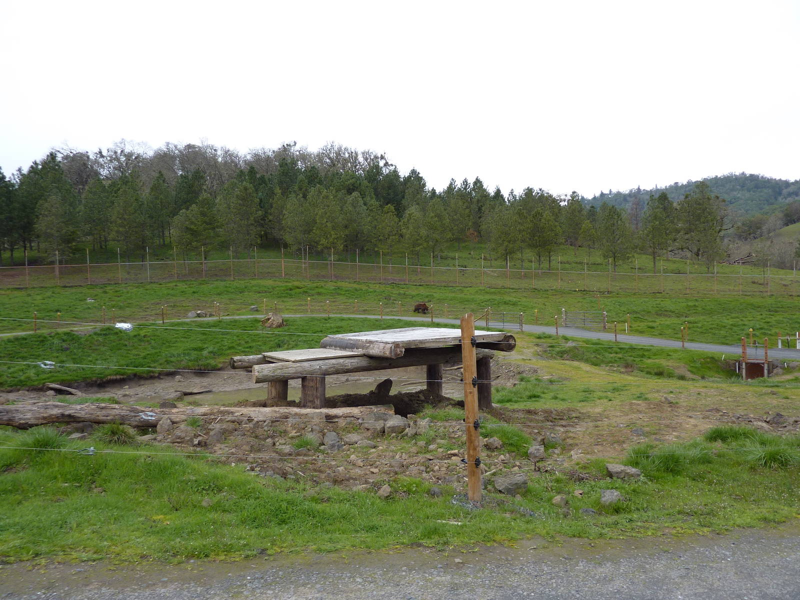 Grizzly Bear Enclosures