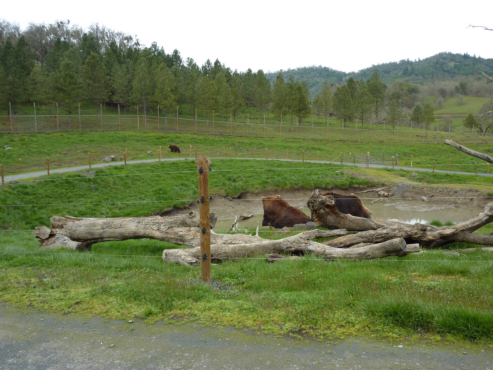 Grizzly Bear Enclosures
