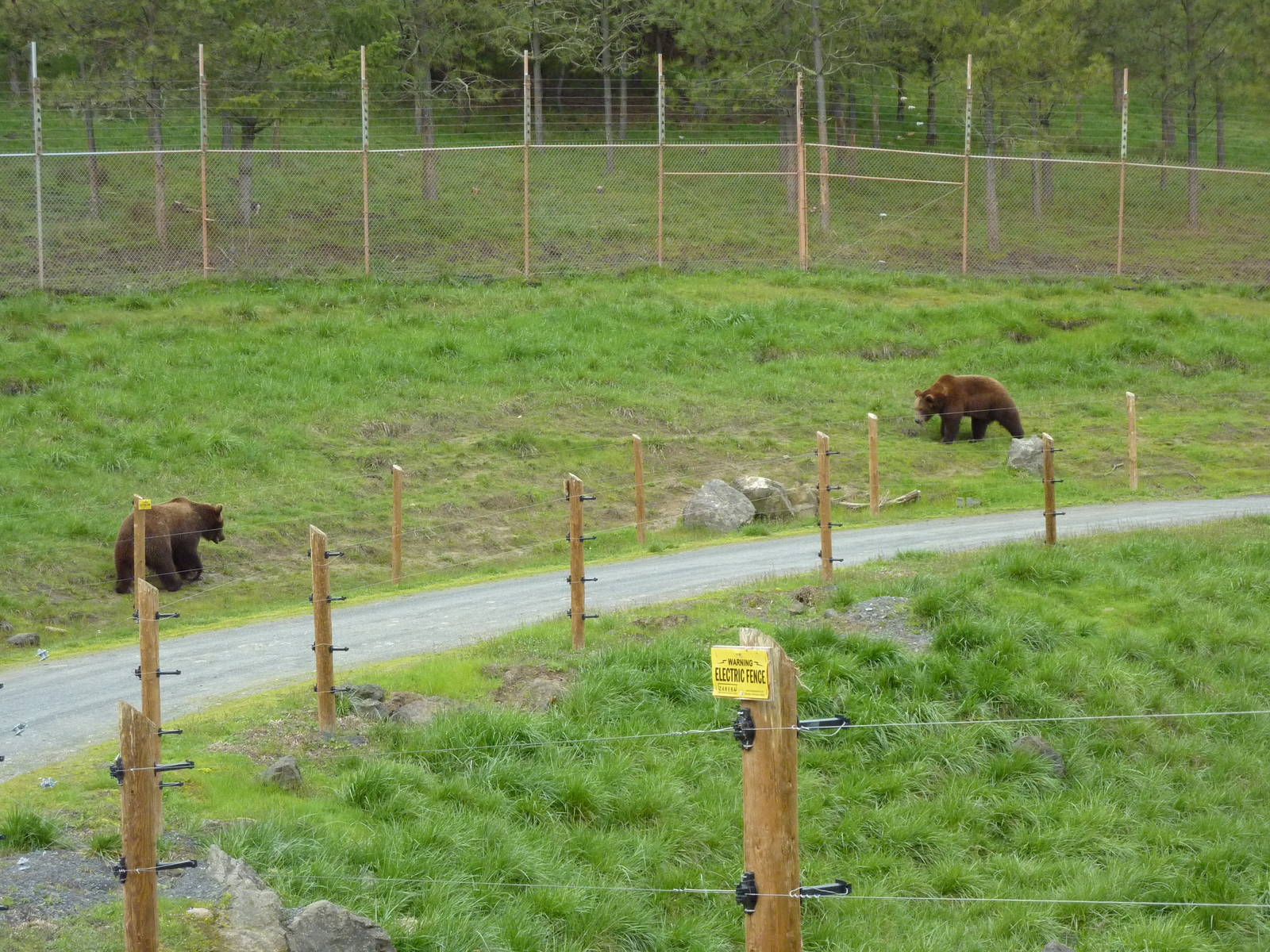 Grizzly Bear Enclosures