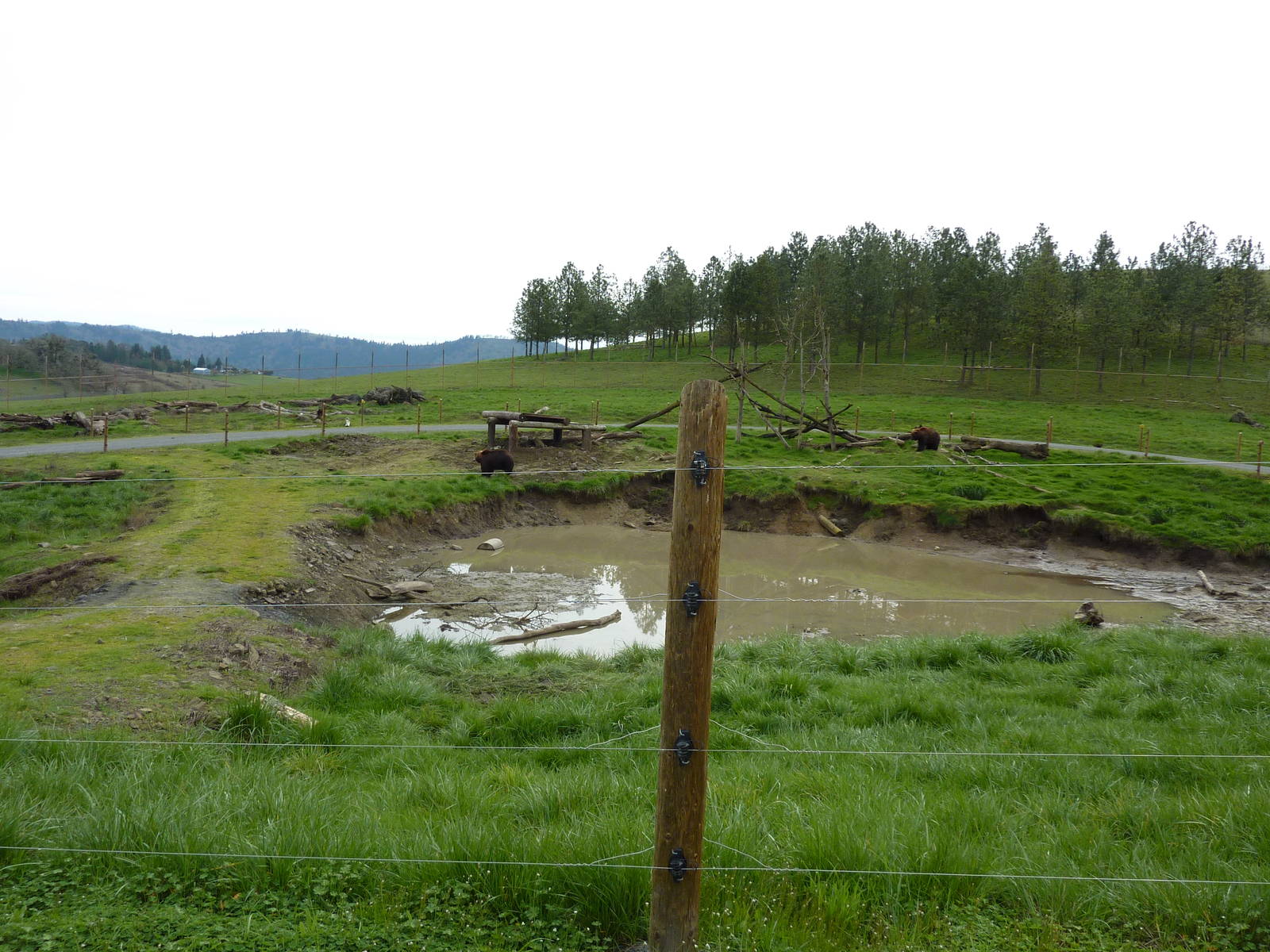 Grizzly Bear Enclosures