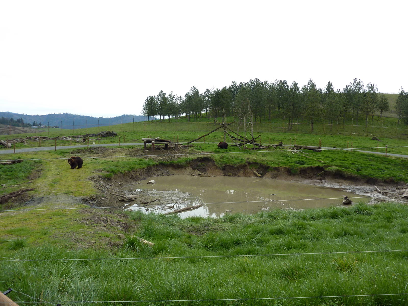Grizzly Bear Enclosures