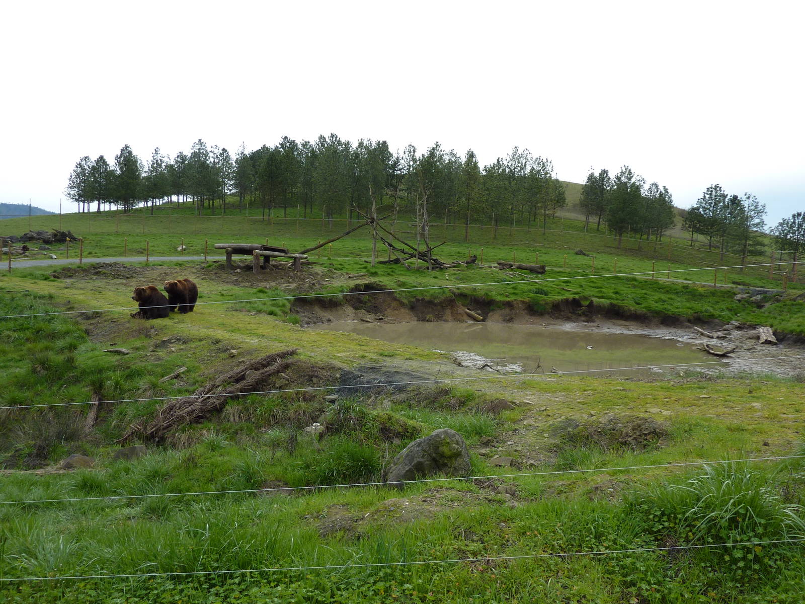 Grizzly Bear Enclosures