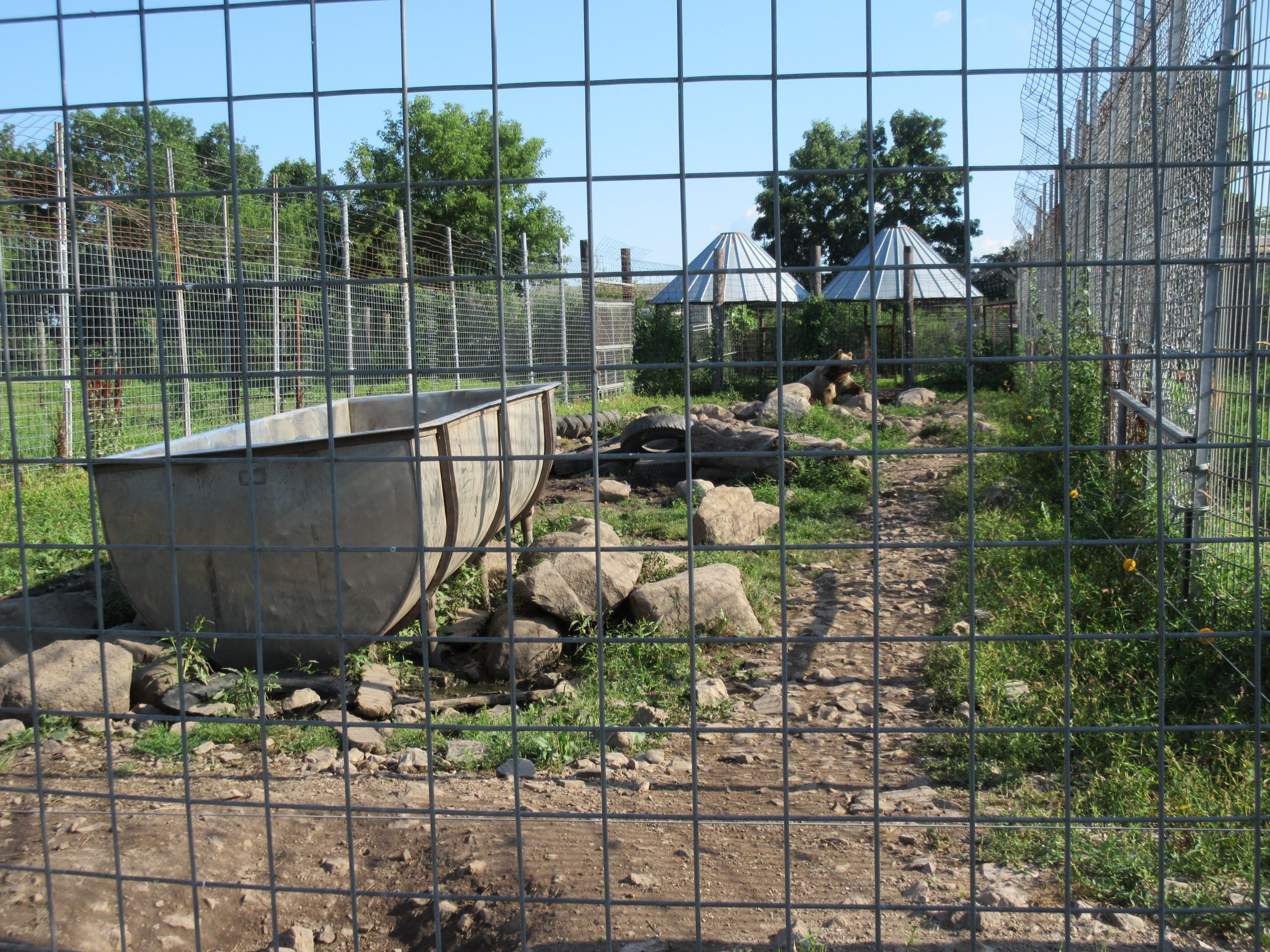 Grizzly Bear Exhibit #1