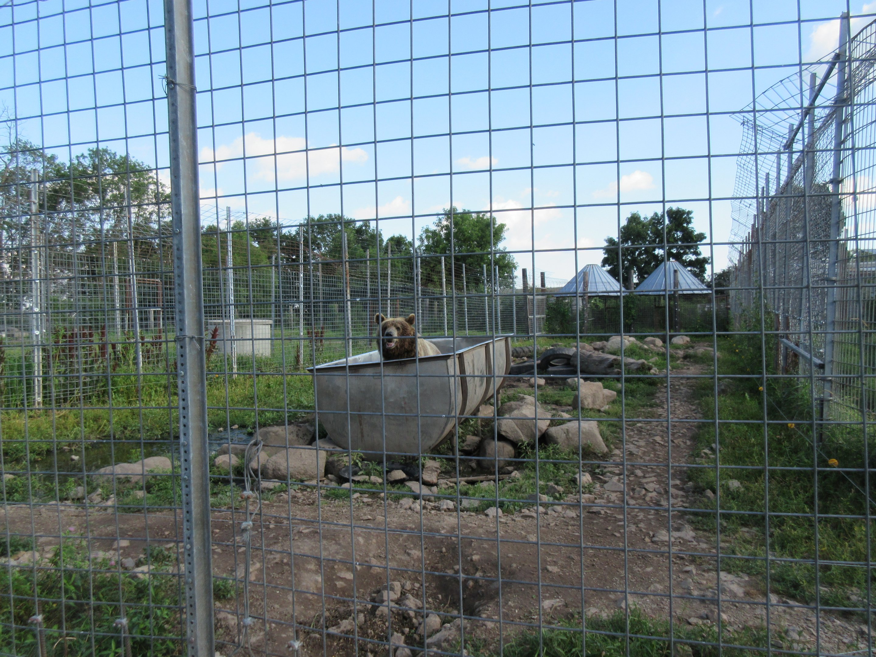 Grizzly Bear Exhibit #1