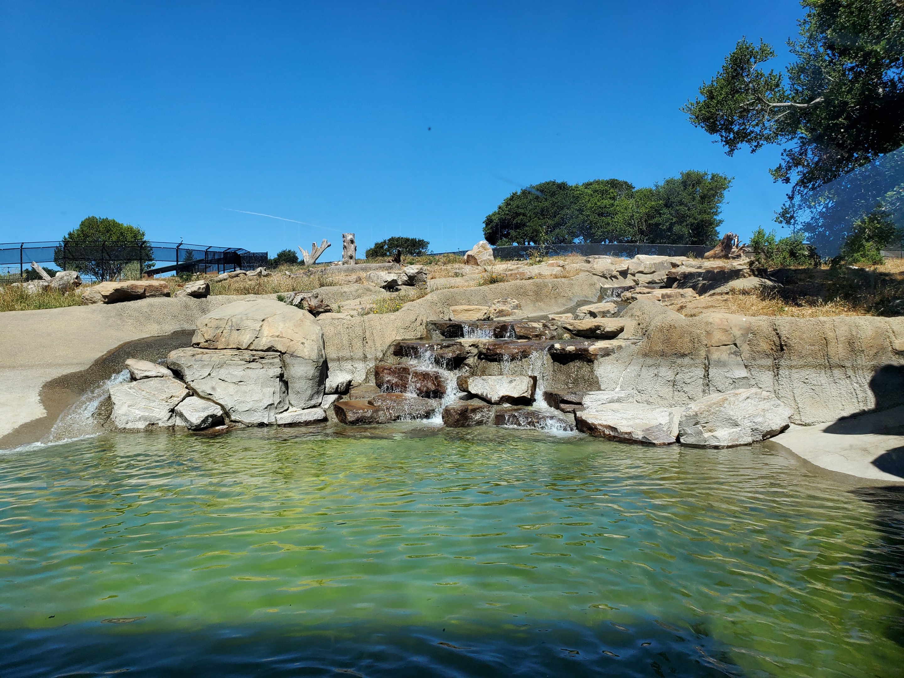 Grizzly bear exhibit - 10 Jun 2022