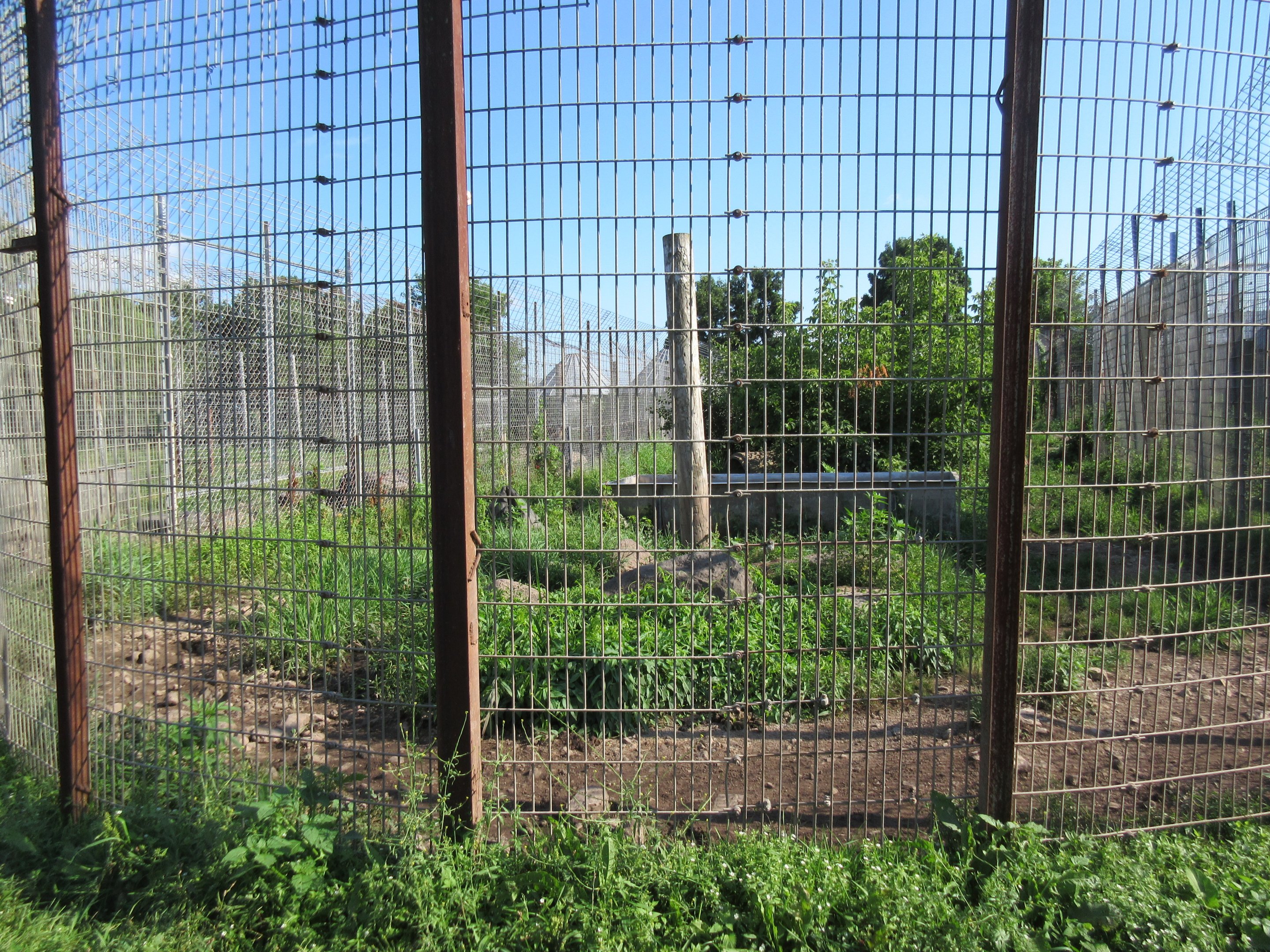 Grizzly Bear Exhibit #2