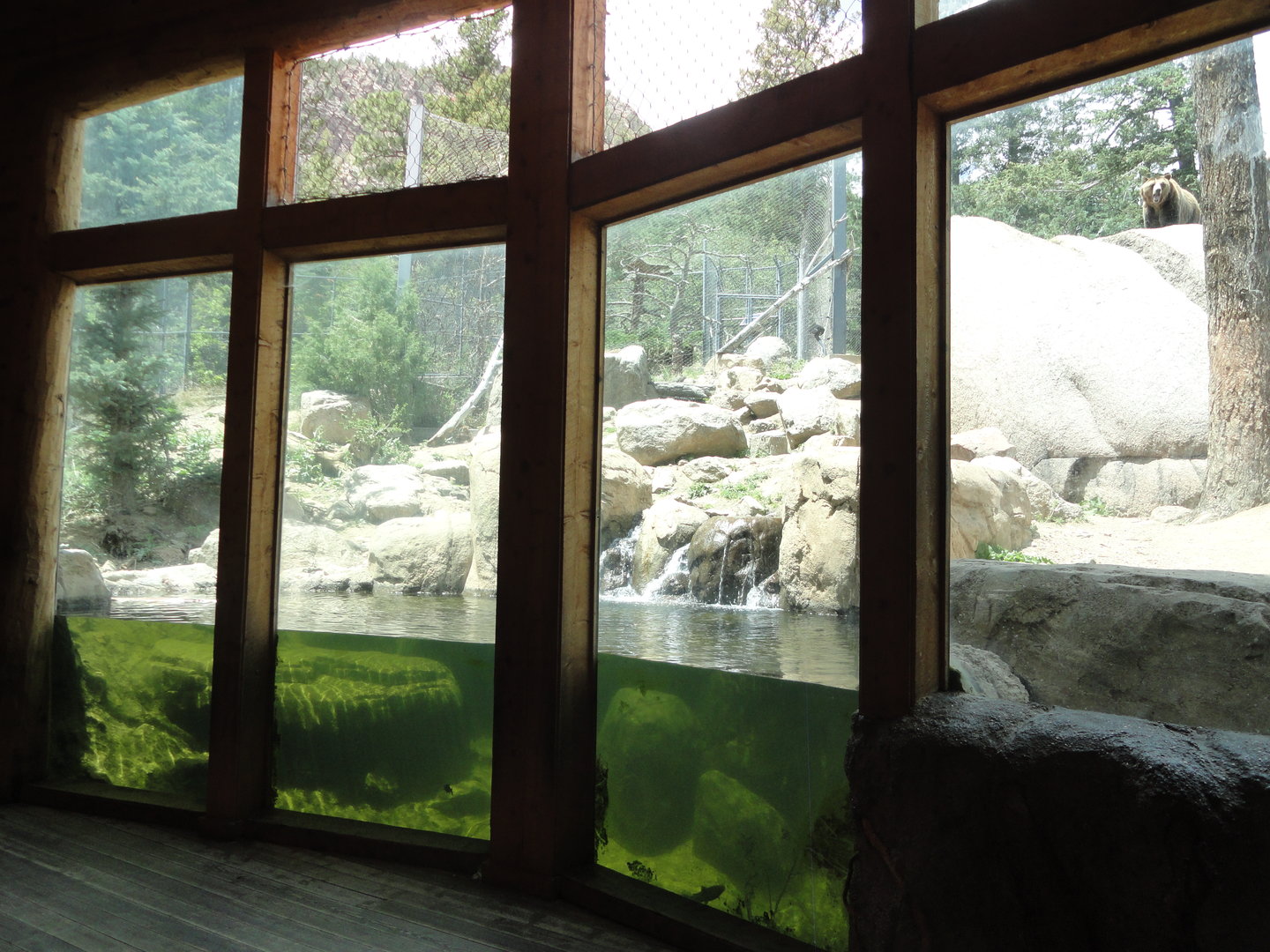 Grizzly Bear Exhibit 2