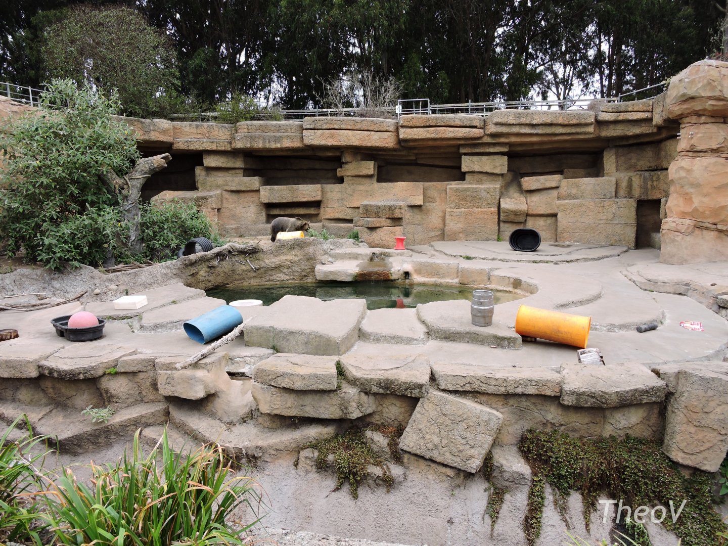 Grizzly bear exhibit [2015]