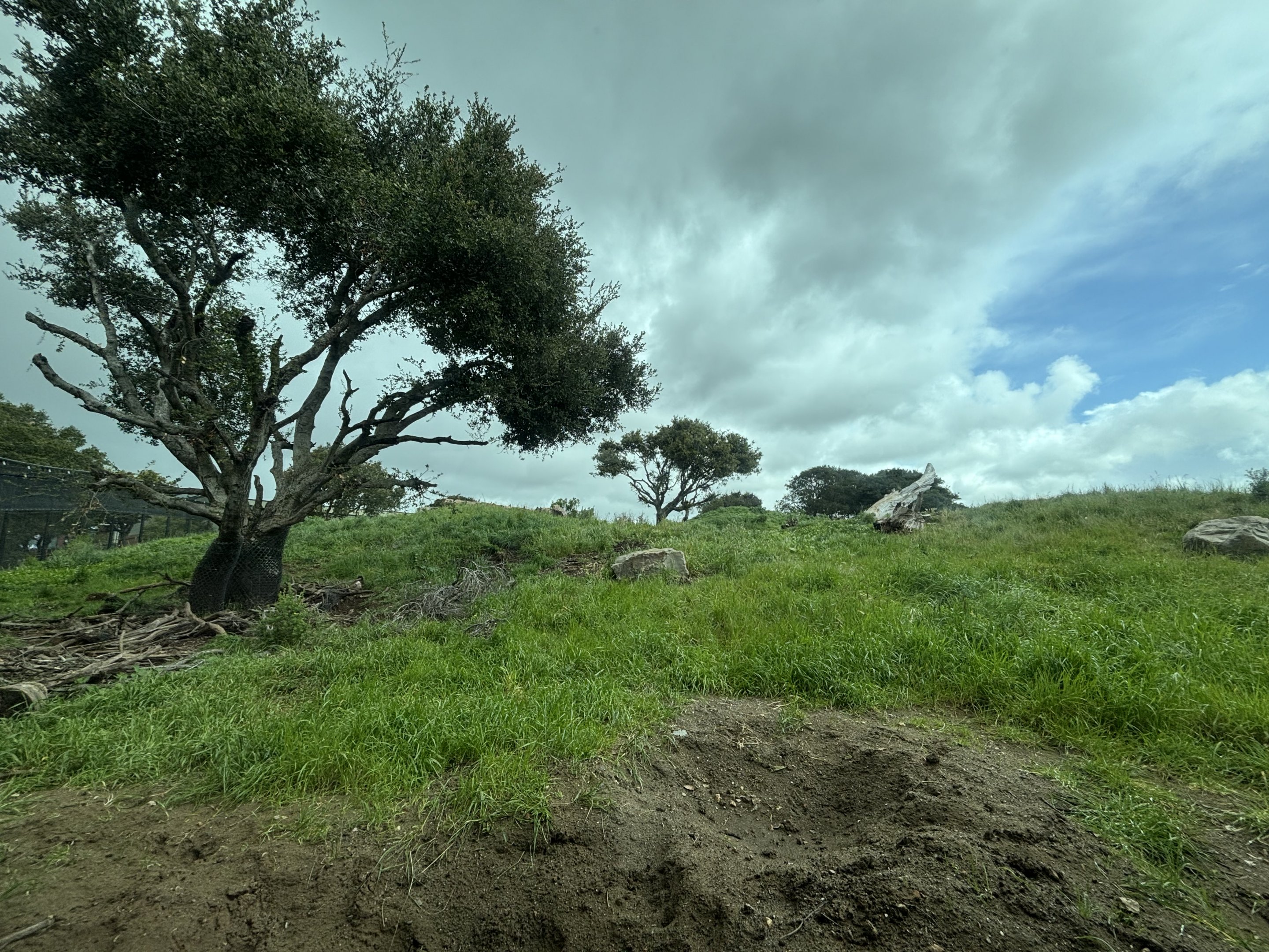 Grizzly Bear Exhibit - 4 bears