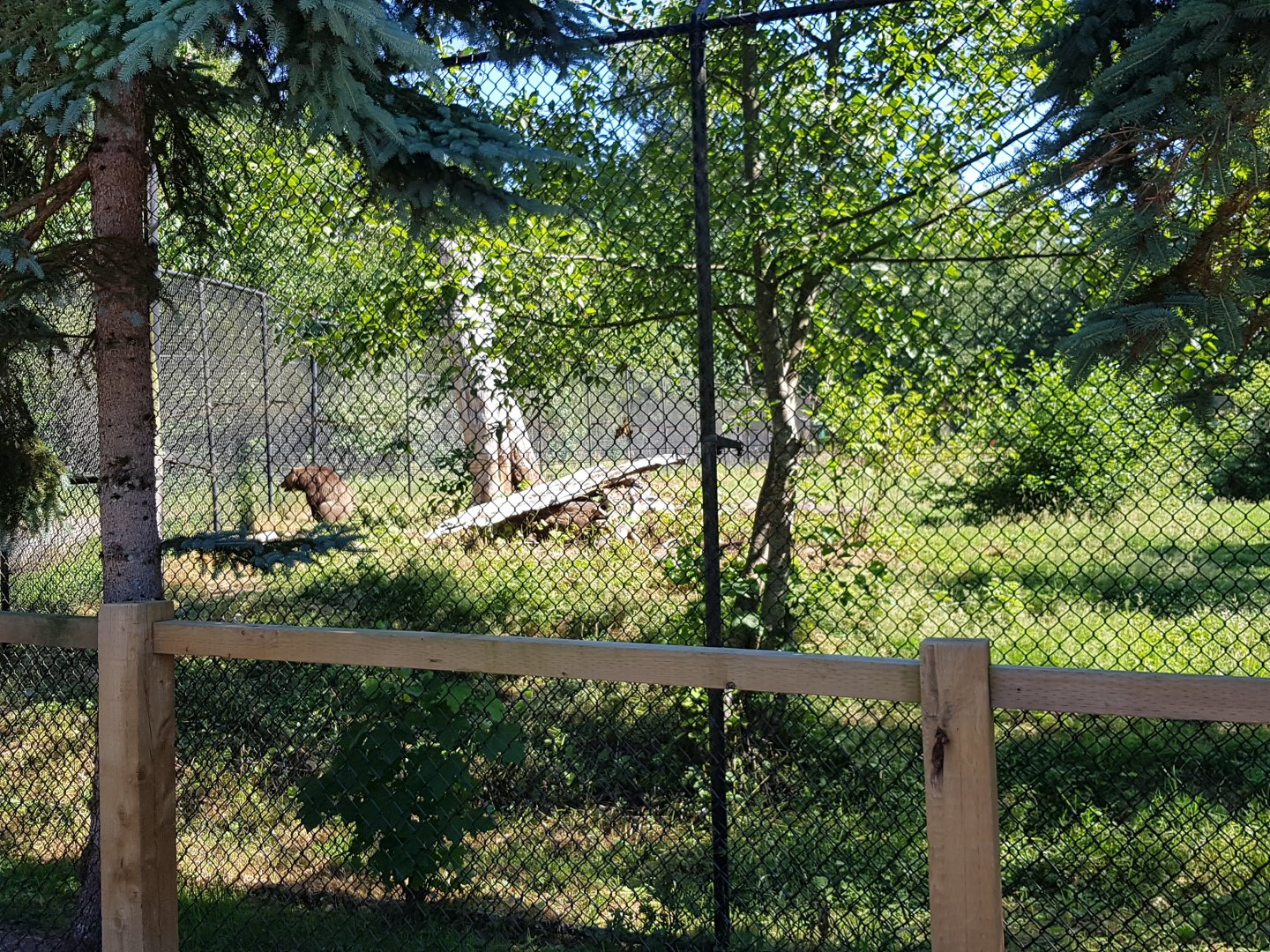 Grizzly Bear Exhibit (Adult)