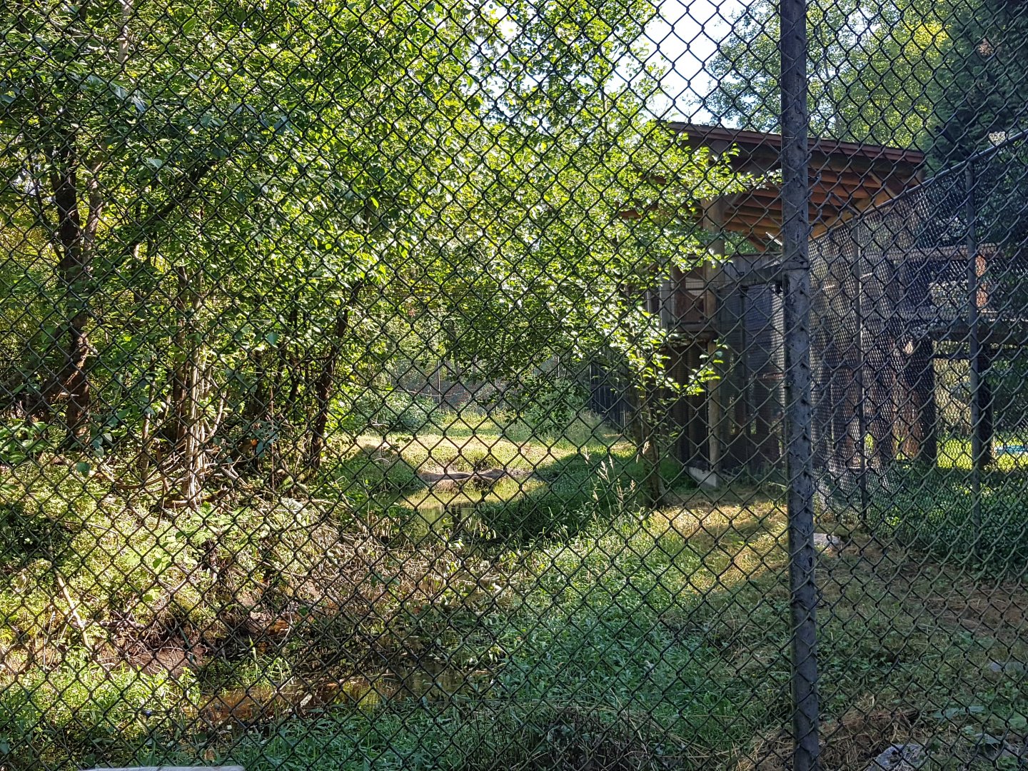 Grizzly Bear Exhibit (Adult)