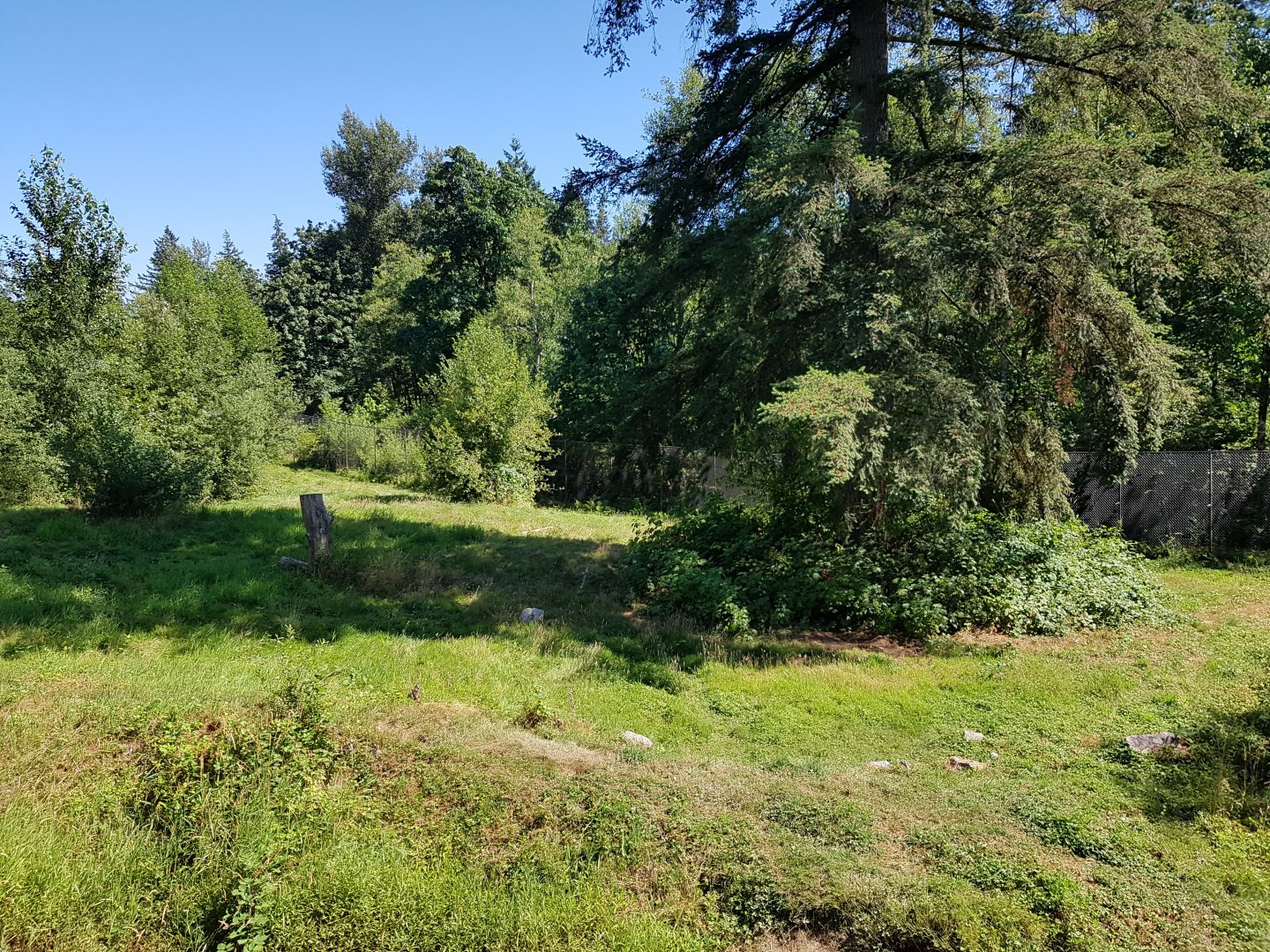 Grizzly Bear Exhibit (Adult)