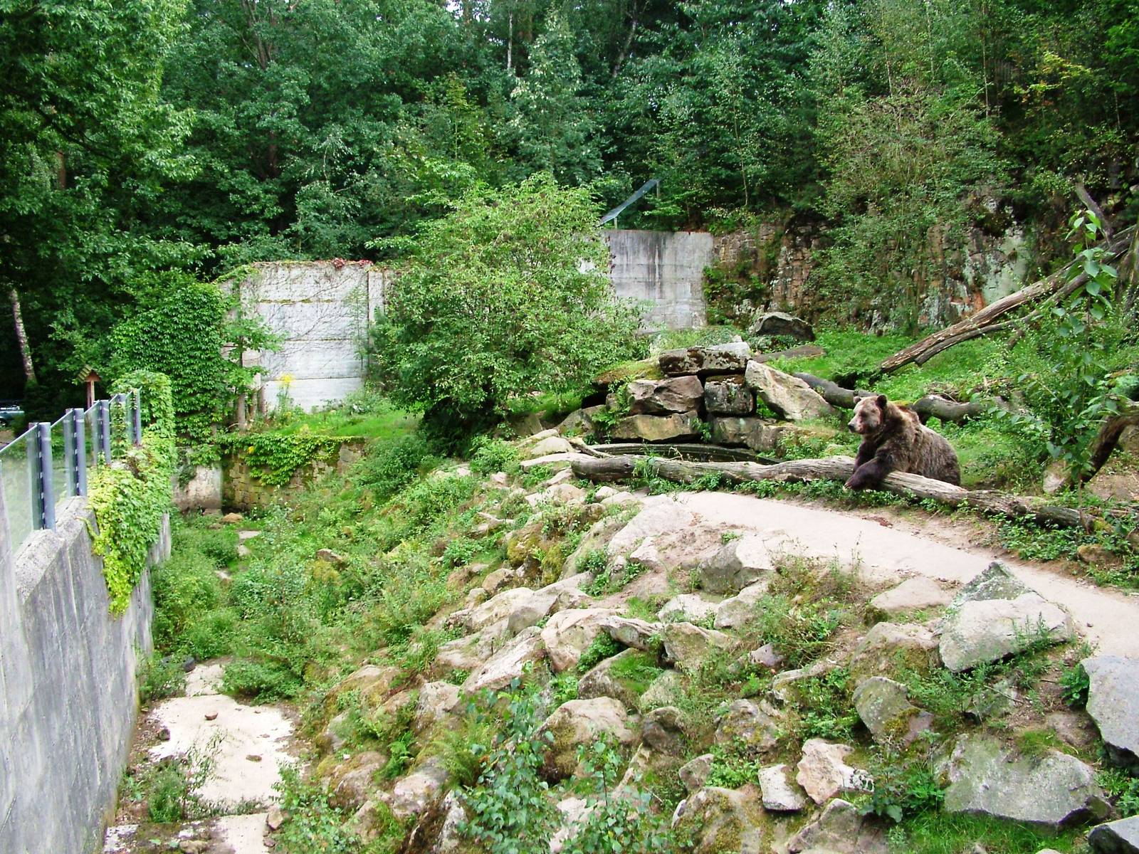 Grizzly Bear Exhibit at Decin, 28/08/12
